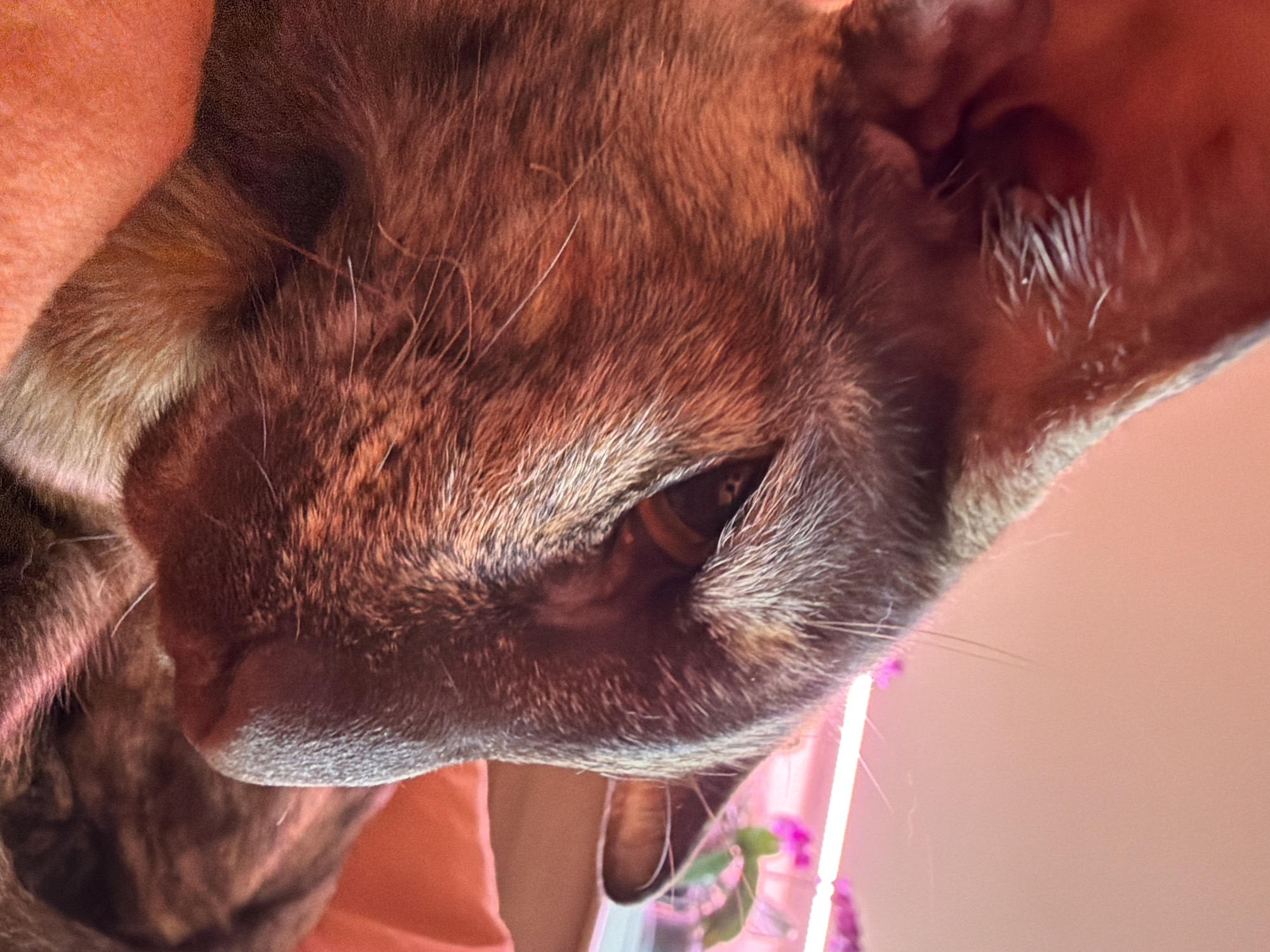 A close-up, side-profile, headshot of a tortoiseshell cat shows its face with detailed fur textures and a visible eye. The cat is positioned on an orange surface, likely a cushion or blanket, and its fur displays a mix of brown, black, and orange hues. In the background, pink LED grow lights illuminate some plants. The image does not provide any information that would allow for the identification of its location within the city of Chaikovsky, Russia.