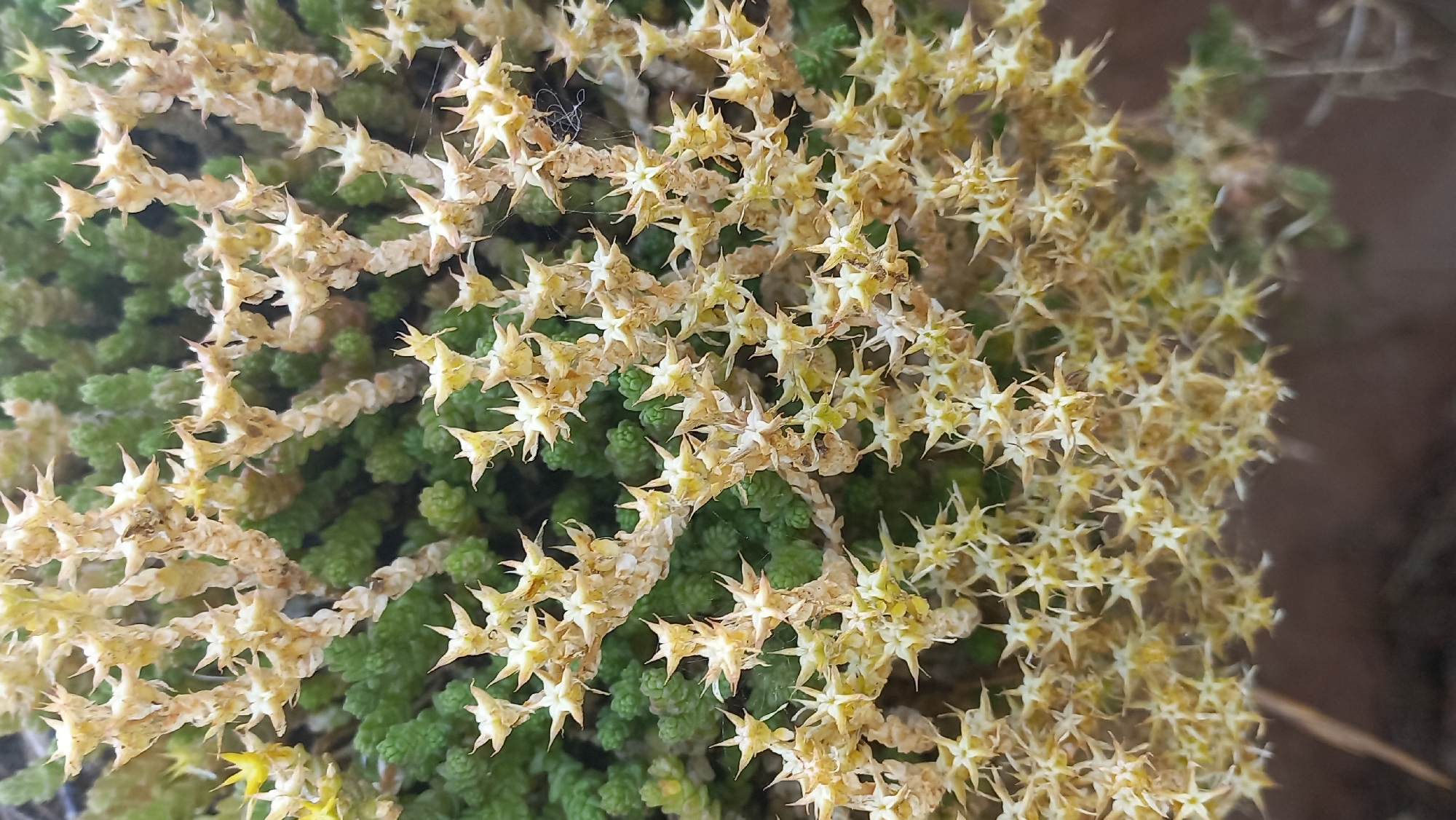A close-up, high-angle shot captures a section of a low-growing succulent plant with a dense carpet of small, green leaves forming the base. Growing from this green base are branching stems covered in tiny, star-shaped, dried-out, pale yellow to beige flowers or seed heads. These dried floral structures are numerous and arranged densely along the stems, creating a spiky, almost fuzzy appearance. A single, small black insect, possibly a spider, is visible on the right side of the frame, clinging to a dried floral structure. The background transitions to a blurred, earthy brown, suggesting the plant is growing in soil or on a natural surface. The overall impression is one of natural decay and texture within a botanical subject. The image is taken outdoors in daylight.
