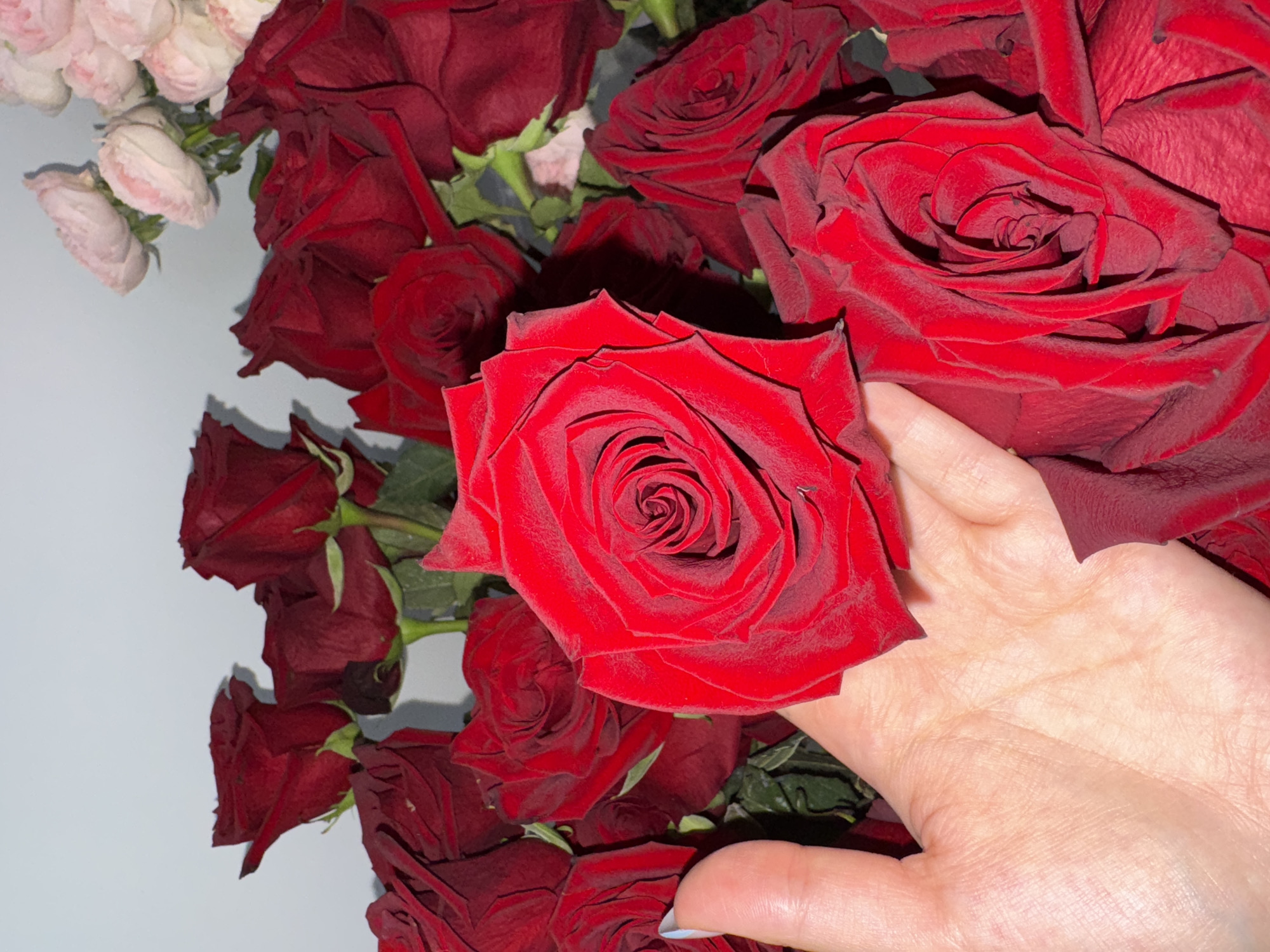 A close-up, eye-level shot features a hand gently holding a vibrant red rose, with a bouquet of other red roses and some pink roses visible in the background. The hand, positioned on the left side of the frame, displays light skin tone with visible palm lines and a hint of blue nail polish on the index finger. The dominant subject is a large, fully bloomed red rose with intricate petal formations in the center. The bouquet is dense, suggesting a significant number of flowers. The backdrop appears to be a plain, light-colored wall, possibly white or very light gray, creating a neutral contrast that highlights the vivid colors of the roses. The lighting is soft, casting subtle shadows and emphasizing the velvety texture of the rose petals. The scene is indoors, possibly a home or a flower shop. There is no information available to connect this image to the city of Oral, Kazakhstan.