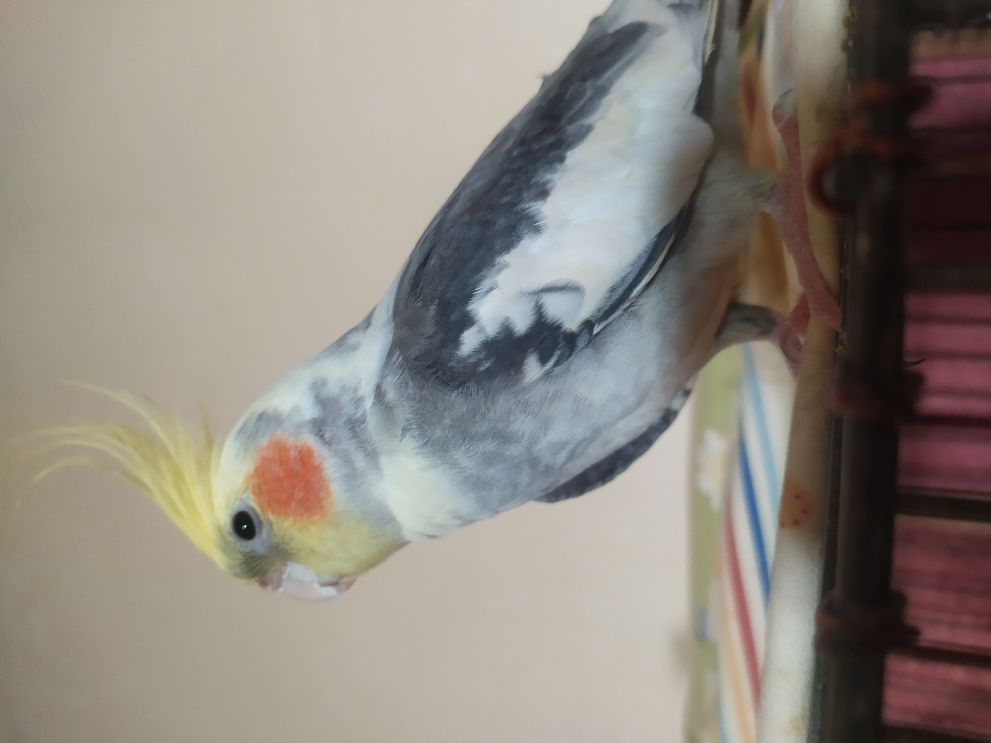 A cockatiel is perched on a surface, its body angled to the right. The bird has a yellow crest, grey wings with white patches, and a white belly. Its face features a patch of orange on its cheeks and a black eye. The background is a plain, light-colored wall. The foreground shows a patterned surface, possibly a cushion or blanket, with stripes of red, blue, and white, as well as a cage railing below. The overall environment appears to be indoors. The location of Bilajari, Azerbaijan, is not depicted in this image.