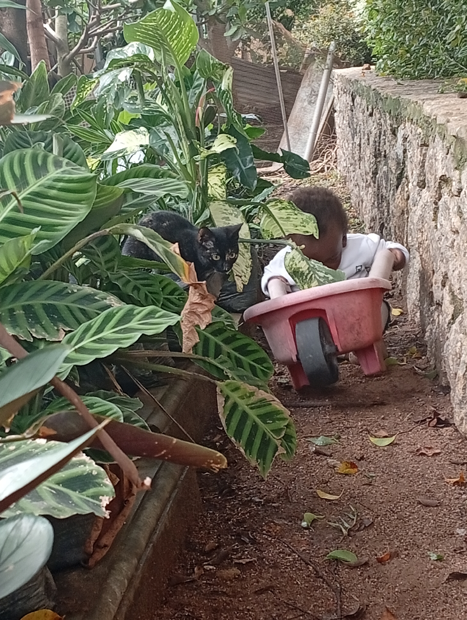 In Gura Top, Nigeria, within a garden setting characterized by abundant foliage and a stone wall, a young child, wearing a white shirt, is actively engaged with a small, pink toy wheelbarrow. The child appears to be interacting with the plants surrounding them, placing leaves into the wheelbarrow. Adjacent to the child and partially obscured by the lush greenery, a black cat with striking green eyes is visible, observing the scene. The ground is covered with dirt and scattered leaves.
