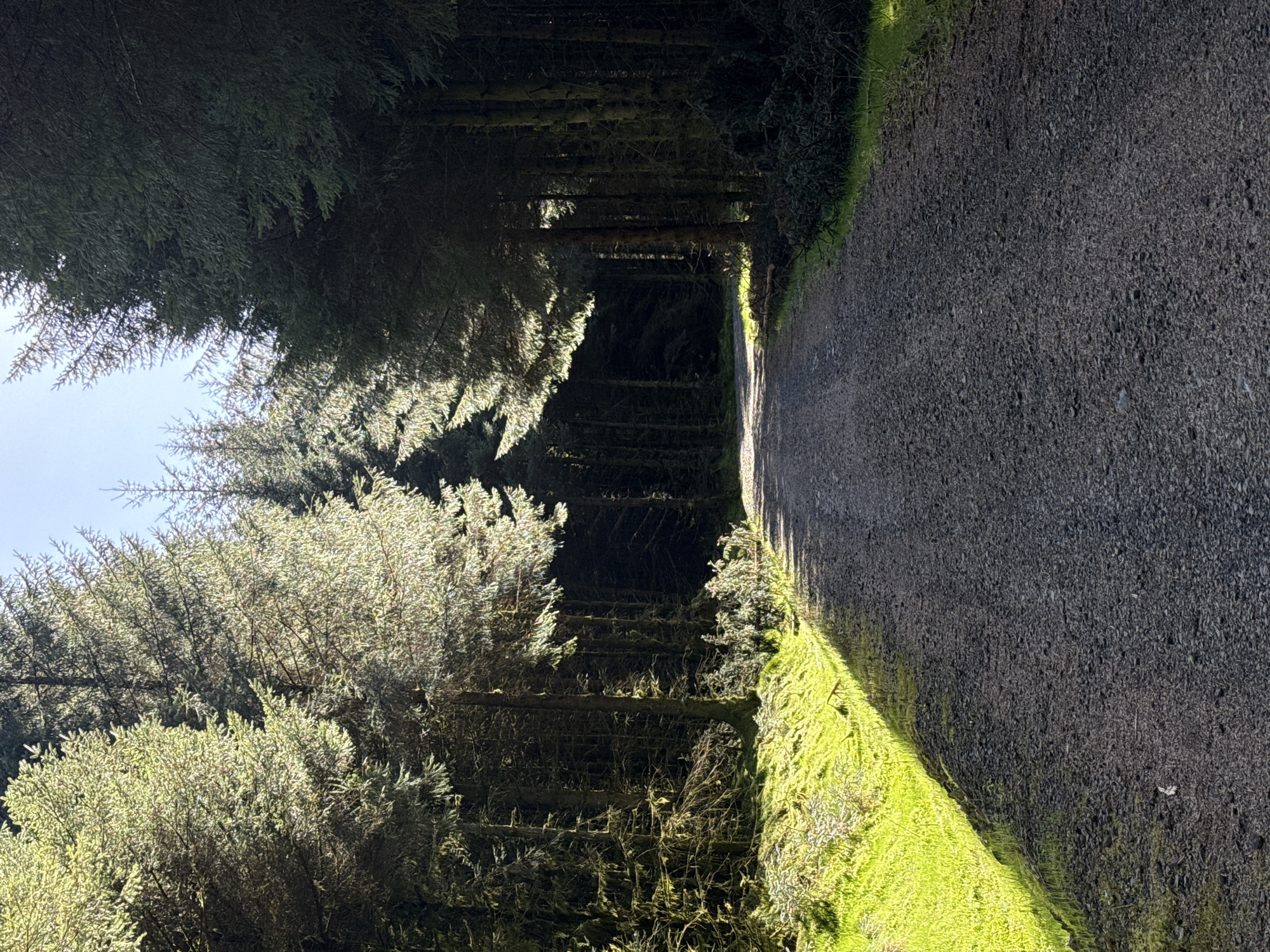 A serene outdoor scene depicts a narrow forest path winding through a dense evergreen woodland. The path, composed of dark grey gravel or packed earth, stretches from the foreground into the distance, gradually disappearing into deep shadows cast by the surrounding trees.
Tall, coniferous trees with dense foliage line both sides of the path, creating a natural, tunnel-like canopy that mostly obscures the sky. Bright, directional sunlight streams from the left side of the frame, strongly illuminating the upper branches and outer edges of the trees on the left, creating vivid highlights. This strong lighting contrasts sharply with the deep, dark shadows within the forest interior and on the right side of the path, which remains largely shaded.
A vibrant strip of bright green moss or low-growing vegetation thrives along the sunlit left edge of the path, further accentuating the play of light and shadow. A small patch of clear, light blue sky is visible through a gap in the canopy in the upper-left quadrant, indicating daytime and clear weather. The scene evokes a sense of tranquility and seclusion, suggesting a peaceful walking trail through a forest, likely captured during the morning or late afternoon due to the dramatic sunlight and long shadows. No human activity, animals, or visible text are present.