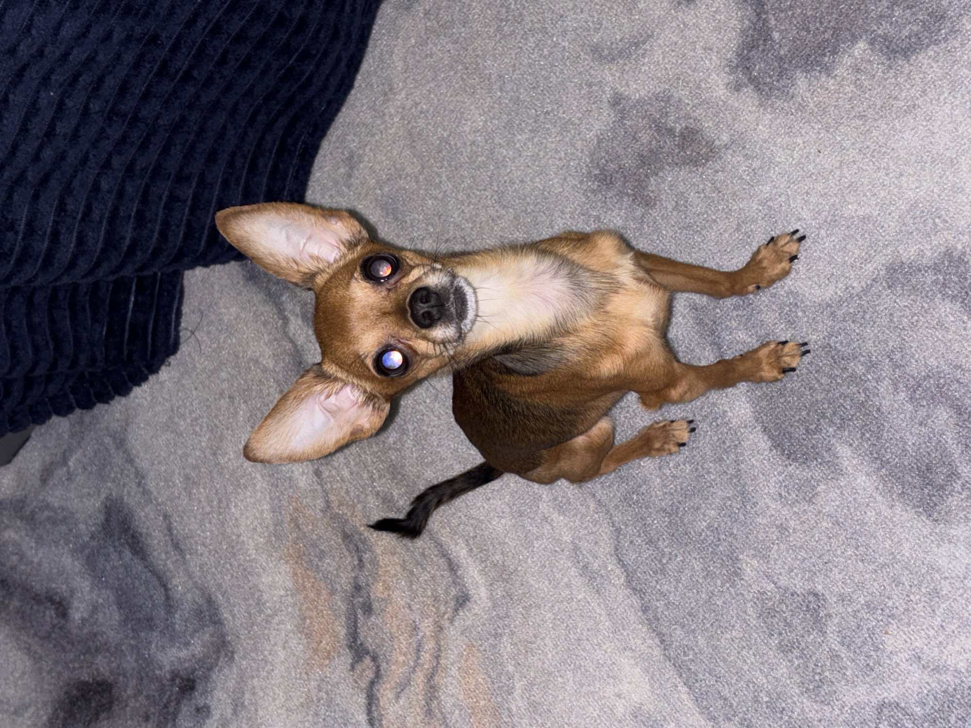 A small, brown chihuahua is lying on a light gray rug next to a dark blue corduroy cushion. The dog has large, pointed ears, a black nose, and black toenails. It is looking up at the camera. The environment appears to be indoors. The city of Chaikovsky, Russia, is not discernible in this image.