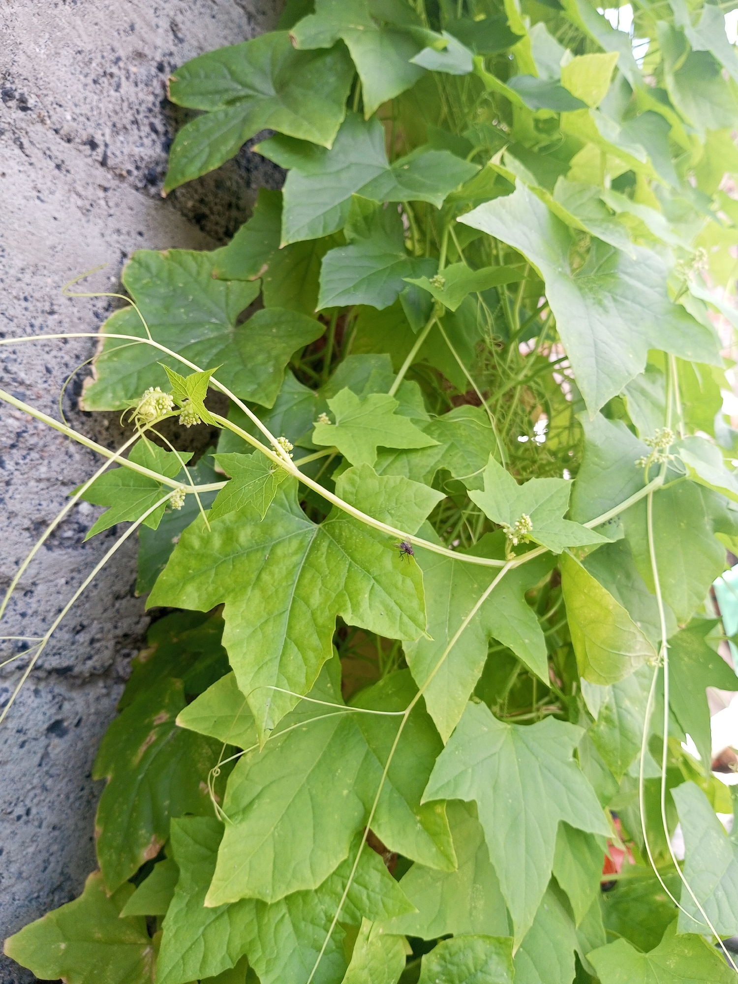 The image is a close-up, vertical shot of a vine with large, green, heart-shaped leaves and thin tendrils. The vine is growing along a rough, grey, concrete wall. Small, light-colored flower buds are visible on some of the stems. A small, dark-colored insect is perched on one of the leaves. The background is a blur of green foliage and some bright, out-of-focus light, suggesting an outdoor setting with sunlight. There are no people visible in the image. The scene appears to be in an urban or semi-urban environment, given the concrete wall. There is no information in the image to specifically place it in Zavyalovo, Russia.