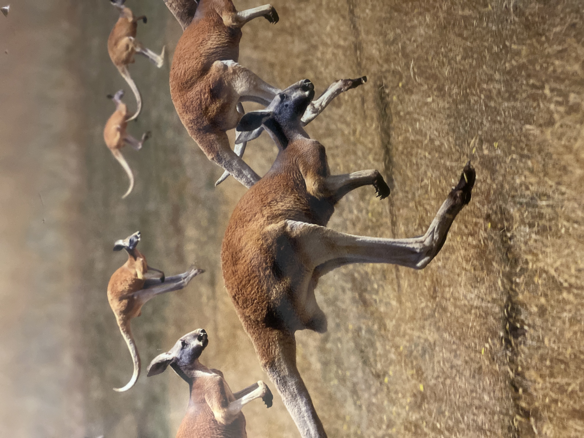 A detailed image depicts a group of eight kangaroos actively moving across a dry, grassy plain, located in Davao City, Philippines. In the foreground, a prominent reddish-brown kangaroo is captured mid-air during a hop, facing towards the left side of the frame with its powerful hind legs extended and its tail providing balance. To its left and slightly behind, another reddish-brown kangaroo with a greyish head is also in motion, with its front limbs raised. In the midground, several more kangaroos, varying in size and hue, are observed hopping and running across the terrain from left to right, their movements indicating speed. Two individuals are particularly noticeable with their elongated bodies and extended tails as they propel forward. Additional kangaroos are discernible in the background, appearing somewhat blurred, contributing to the sense of a large group in transit. The environment is characterized by dry, yellowish-brown grass and sparse, low-lying vegetation, suggesting an arid or semi-arid grassland setting under clear, bright daylight.