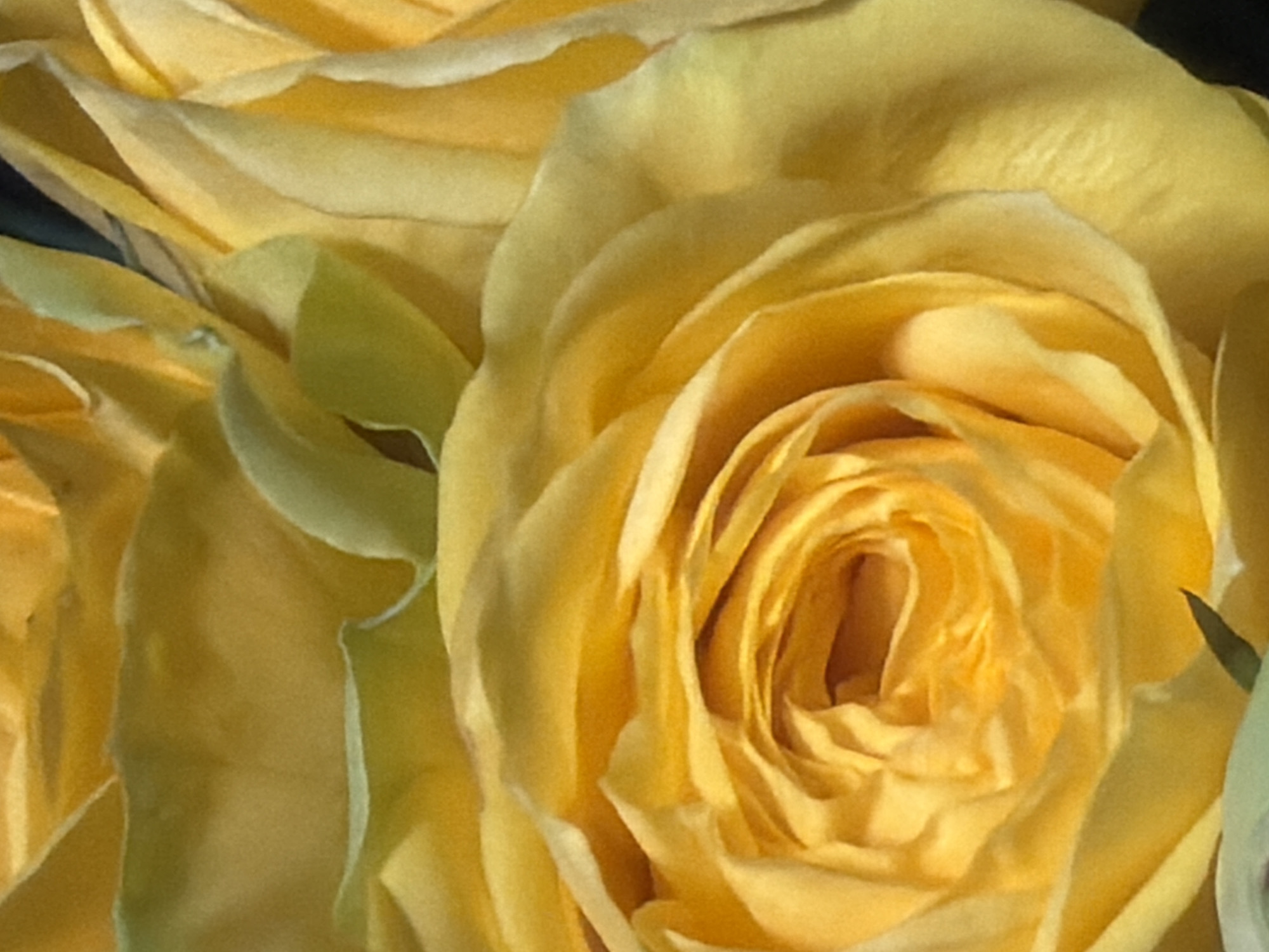 The image is a close-up, overhead shot of yellow roses. The petals are soft and layered, with variations in color from pale yellow to a deeper golden hue. Some petals have a slight green tinge, particularly towards the base. The focus is on the intricate texture and delicate folds of the rose blooms. The background is a blur of similar yellow and green tones, suggesting a bouquet or garden setting. There are no people, actions, or interactions visible in the image. The image does not contain any information that would allow for its location to be identified as Kaliningrad, Russia, or any other specific geographical location.