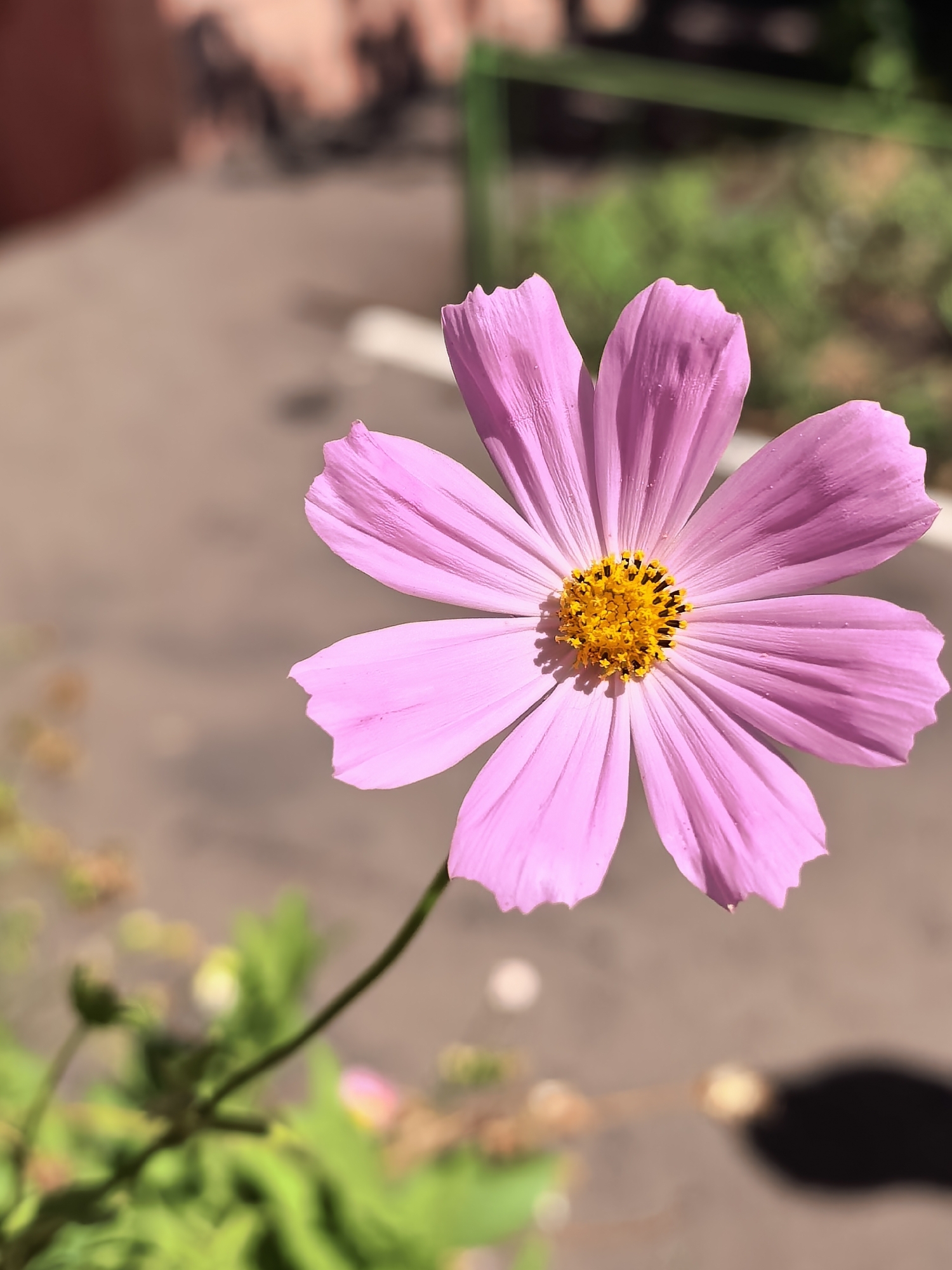 A close-up, eye-level, vertical shot focuses on a single pink cosmos flower with a bright yellow center, its petals radiating outwards. The background is softly blurred, revealing hints of a paved area, green foliage, and a dark shadow cast by an unseen object. The scene appears to be outdoors in a public space, possibly a park or garden within the city of Sterlitamak, Russia. There are no people or animals visible in the frame, and no specific actions or interactions are depicted. The lighting suggests a sunny day, with light and shadow playing across the flower and its surroundings. The overall impression is one of natural beauty in an urban setting.