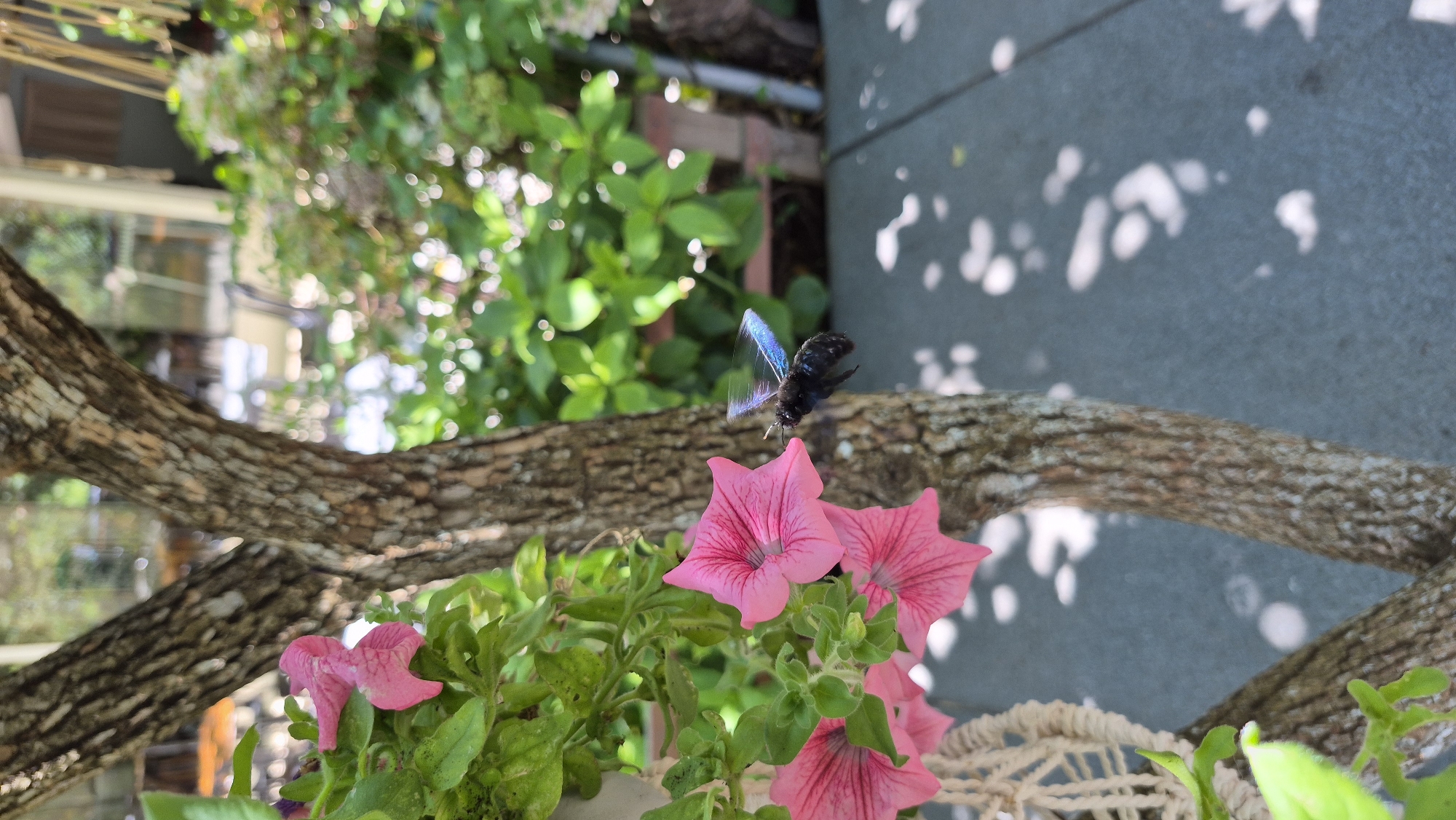 An extreme close-up, vertical shot shows a black Carpenter bee in flight near pink petunias. The bee is in the lower right quadrant of the image, with its wings extended and iridescent blue highlights visible. It appears to be approaching one of the flowers. The petunias are in focus in the lower left quadrant, with their vibrant pink petals and darker veins clearly discernible. A rough-barked tree trunk occupies the center of the image, acting as a visual anchor. The background is blurred, showing green foliage and dappled sunlight, suggesting an outdoor, possibly garden, setting. The overall impression is one of nature in motion, captured in a moment of delicate interaction.