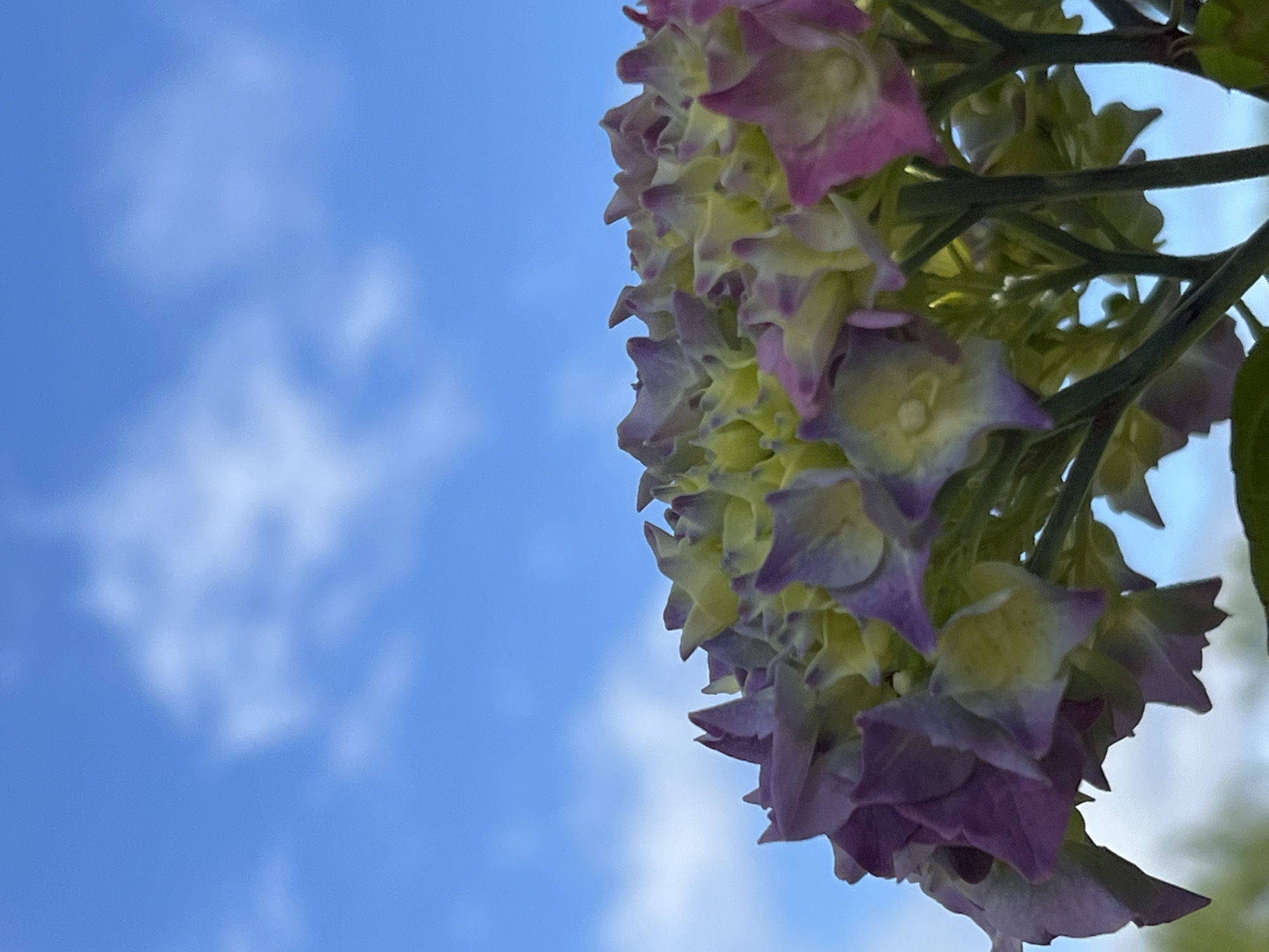 A low-angle, close-up shot captures a cluster of hydrangeas against a bright blue sky with scattered white clouds. The flowers are a mix of pale green, yellow, and purple, with some petals showing a delicate gradation of color. The blooms are densely packed, forming a voluminous, rounded shape that fills the right side of the frame. Their intricate structures are visible, with layered petals and small, star-shaped florets. Dark green stems and leaves are also interspersed throughout the floral cluster, providing a contrasting texture and color.
The sky is a vibrant, clear blue, typical of a sunny day. The clouds are soft and wispy, adding a gentle texture to the background. The lighting suggests it is daytime, likely midday or afternoon, given the brightness of the sky. The perspective from below the flowers looking up creates a sense of upward growth and aspiration. The overall mood is peaceful and natural, evoking the beauty of a garden in bloom. There are no people or text visible in the image. The location context of Mountcharles, Ireland, suggests a possibility of the hydrangeas being part of a garden or natural landscape in that region. The weather appears to be pleasant and fair.