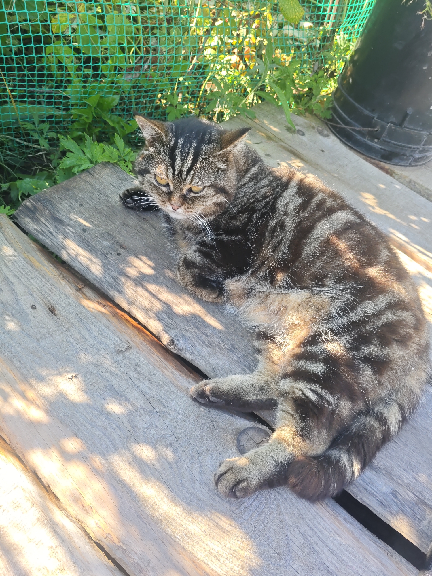 In the city of Курашим, Russia, a domestic short-haired tabby cat is lying on a weathered wooden surface. The cat is facing the viewer's left, with its head slightly raised and its golden eyes open. Its fur is a mix of black, gray, and brown stripes, with lighter fur on its chest and belly. The cat's paws are resting on the wooden planks. The background consists of lush green foliage, a green mesh fence, and a black plastic bucket. Sunlight casts dappled shadows across the scene, indicating it is outdoors during the day.
