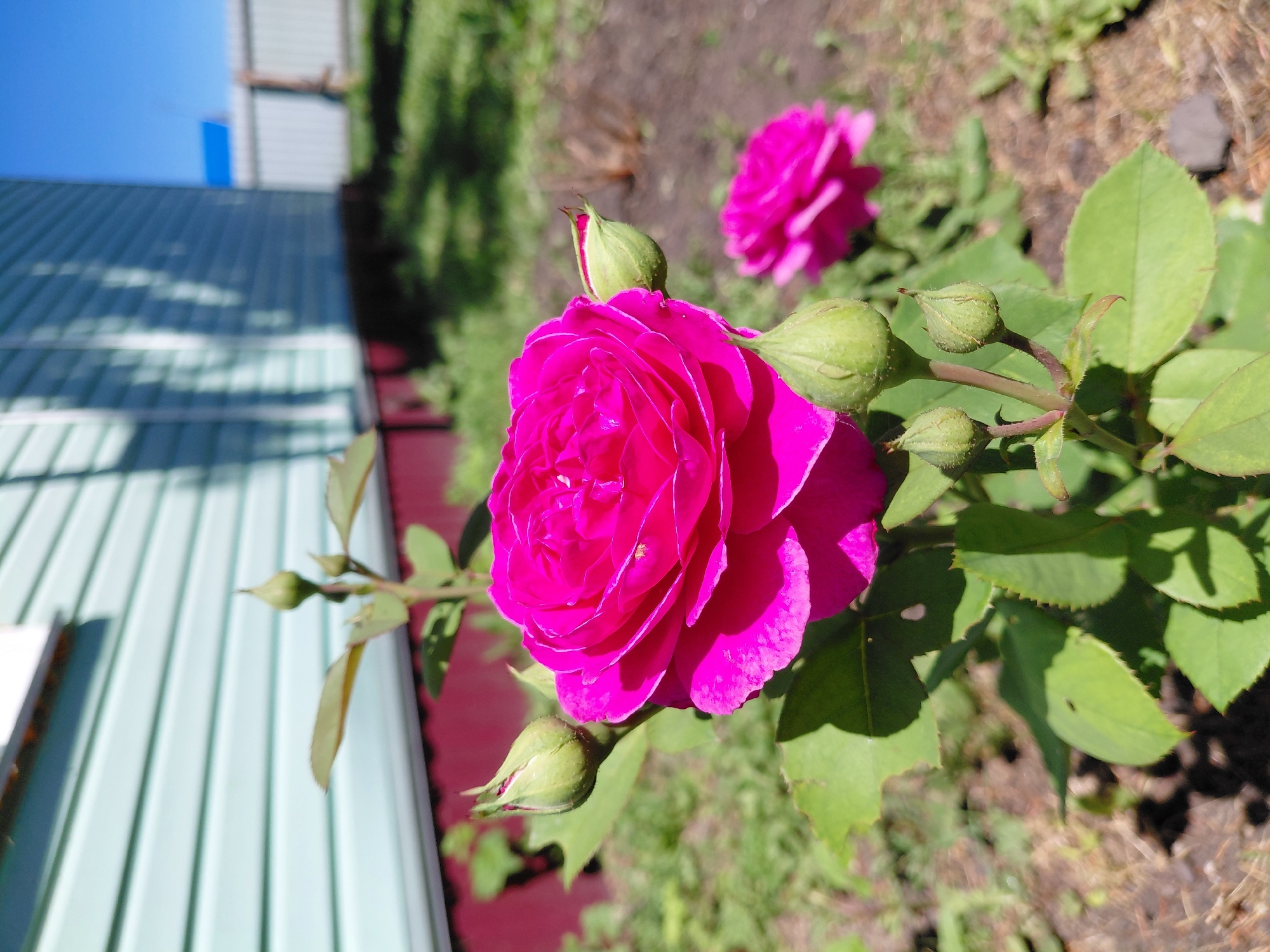 In Новосёлово, Russia, a close-up shot captures a vibrant pink rose in bloom, with several green buds also visible on the plant. The rose is in focus, showcasing its detailed petals. In the background, a light blue house with horizontal siding is partially visible, along with a grey fence and green grass. The scene is illuminated by natural sunlight, creating shadows on the ground and house. The overall setting suggests an outdoor garden or yard.