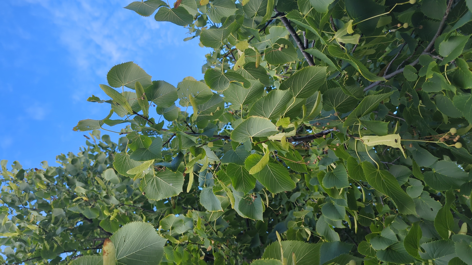This is a close-up, low-angle, vertical shot of a leafy tree canopy against a bright blue sky with scattered white clouds. The leaves are a vibrant green and have a heart-like shape with serrated edges, characteristic of a Linden tree. Small, green, round fruits or seed pods are visible hanging from the branches. The sunlight illuminates the leaves, highlighting their veins and casting subtle shadows. The branches are dark brown and appear sturdy. The background is dominated by the clear blue sky. This scene is consistent with a tree found in a park or residential area within Montreal, Canada, likely during the late summer or early autumn. There are no people or animals visible in the image.