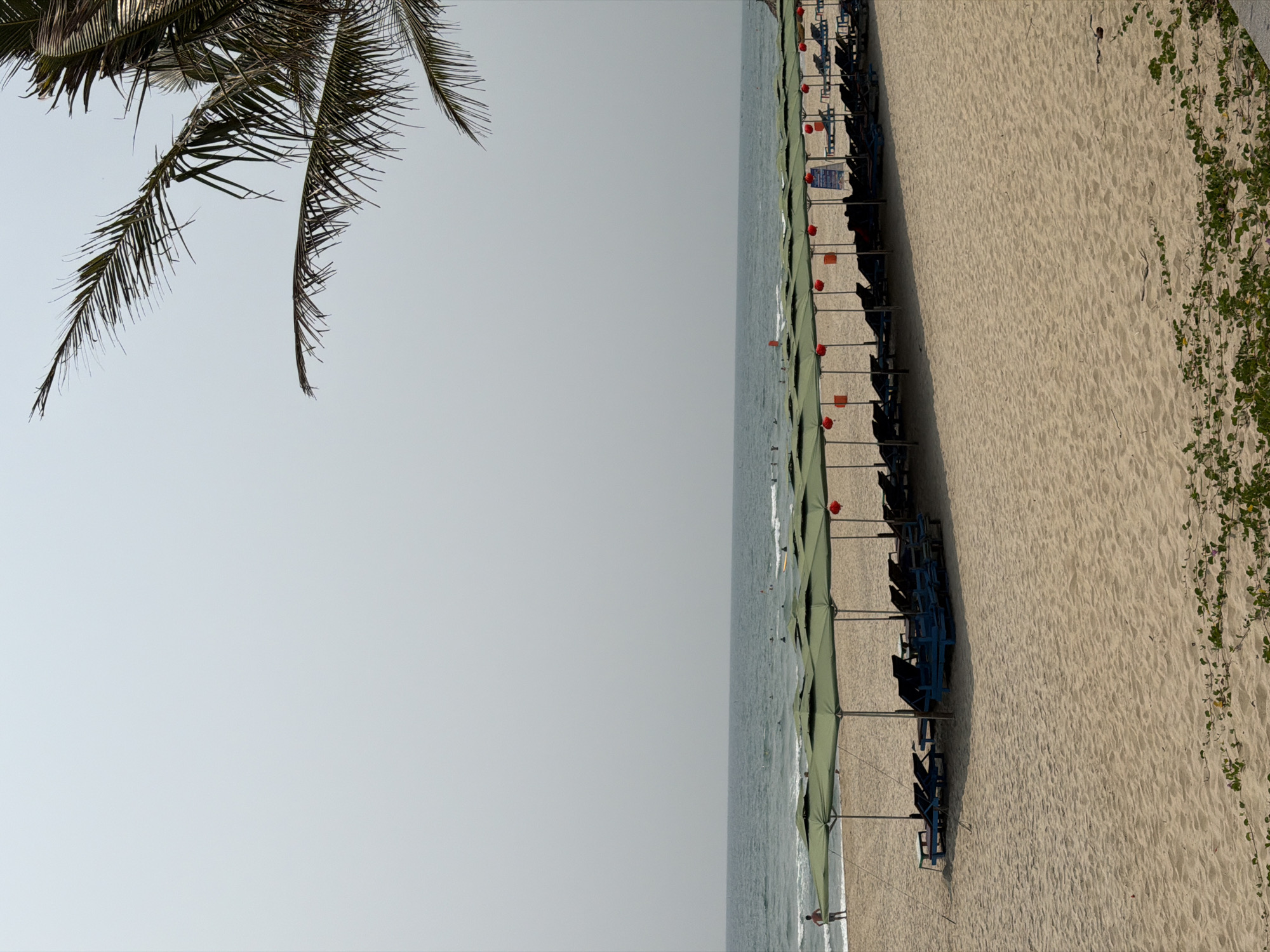 The image captures a beach scene in Đà Nẵng, Vietnam. A palm tree's fronds are visible in the upper left corner, contrasting with the light gray sky. Below, the sea stretches towards the horizon, with gentle waves reaching the shore. A line of green parasols with red finials extends along the beach, positioned near a row of blue beach chairs. The sandy beach transitions into vegetation along the right side of the frame. People can be seen in the sea and on the beach.