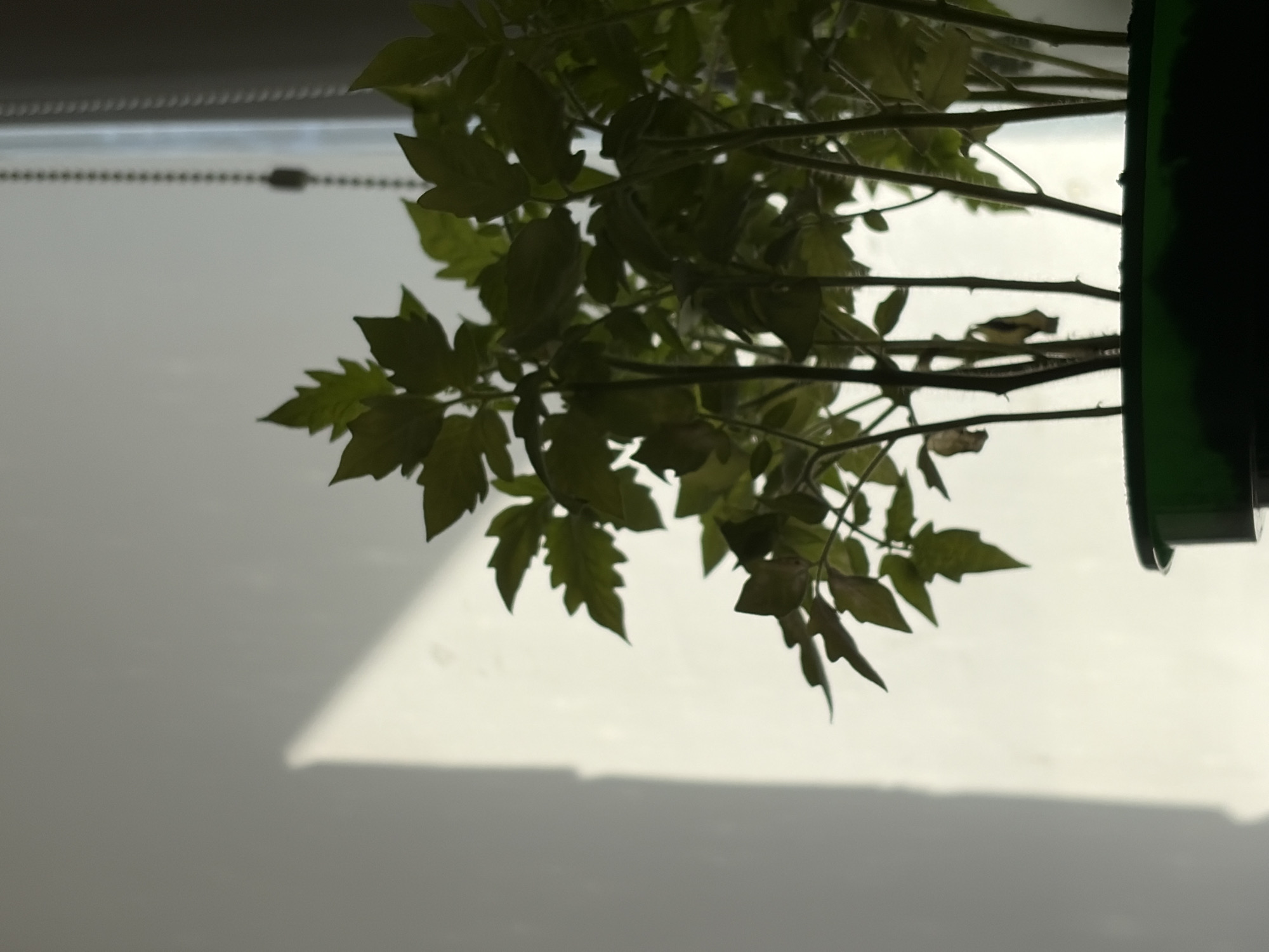 In Vostochny District, Russia, a close-up shot captures a cluster of young tomato plants in a green pot. The plants are silhouetted against a bright, plain background, with a shaft of sunlight illuminating a portion of the wall on the left side of the frame. The sunlight creates a sharp diagonal shadow that bisects the wall. The background also shows a faint vertical line, suggesting a window blind or curtain. The plants themselves are the primary focus, with their green leaves and thin stems clearly visible. Some leaves appear slightly dried or wilted, indicating the plants are still in their early stages of growth. The overall lighting suggests an indoor setting, likely near a window, with natural light being the dominant source. There are no people or animals present in the image.
