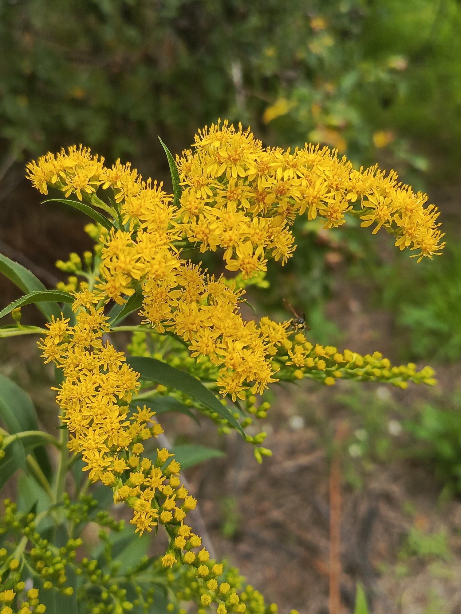 A close-up, eye-level shot features a cluster of bright yellow goldenrod flowers, their tiny blossoms forming feathery plumes against a softly blurred green and brown background. A wasp with yellow and black markings is perched on one of the lower flower stems, facing left. The image is in focus on the flowers and insect, with the surrounding foliage rendered out of focus. The scene appears to be outdoors, possibly in a natural setting or park.