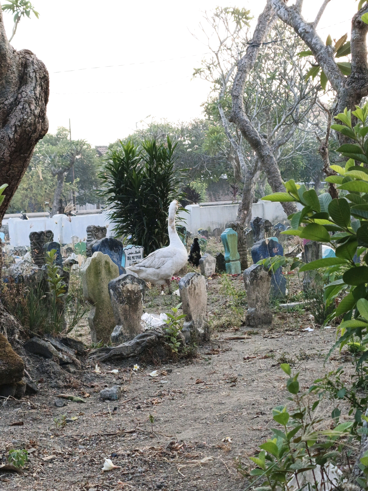 The image depicts a graveyard in Ketegan, Indonesia, characterized by numerous headstones of varying sizes and designs, some of which are weathered and covered in moss. A large white goose stands prominently in the center of the frame, facing to the right. Behind the goose, a black chicken is visible, partially obscured by headstones. Lush green foliage and trees surround the graveyard, with some branches extending into the foreground. The ground is covered in a mixture of dirt, fallen leaves, and sparse grass. A white wall is visible in the background, suggesting the boundary of the cemetery. The lighting suggests it is either early morning or late afternoon, casting soft shadows.