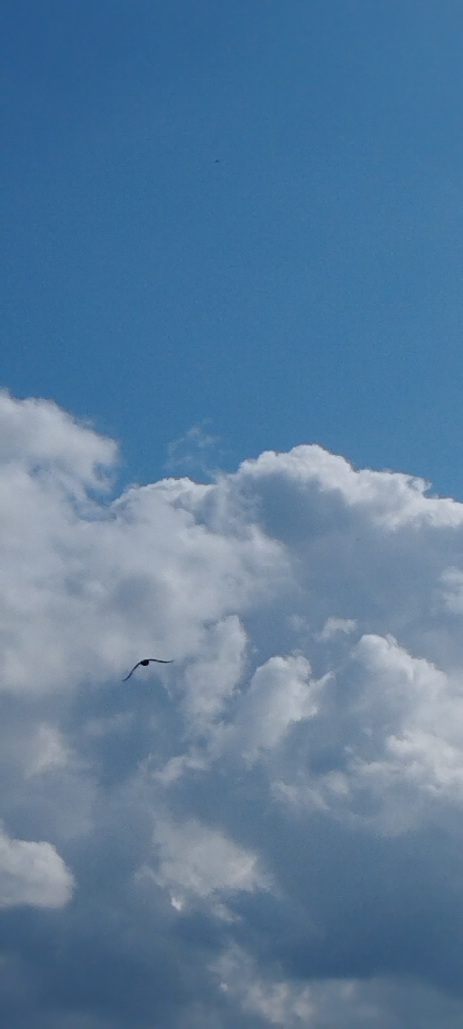 A bird with outstretched wings flies across a blue sky filled with white, fluffy clouds. The bird is a dark silhouette against the bright sky and clouds. The bird is positioned in the lower left quadrant of the image. The sky is mostly clear at the top of the image, with clouds becoming denser towards the bottom. The image appears to be taken from an outdoor perspective, likely looking upwards.