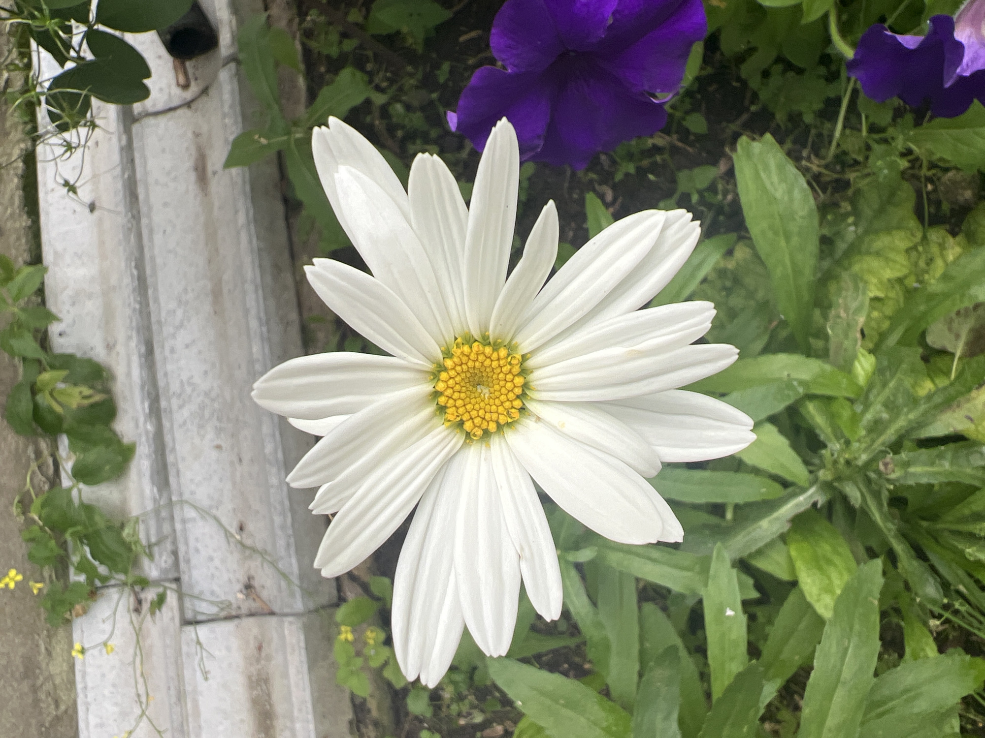A close-up, overhead shot shows a white daisy with a yellow center. The daisy's petals are pointed and arranged in a circular pattern. To the right of the daisy, a purple flower is partially visible. The flowers are surrounded by green foliage and a weathered grey concrete structure in the background. The scene appears to be outdoors in a garden or natural setting.