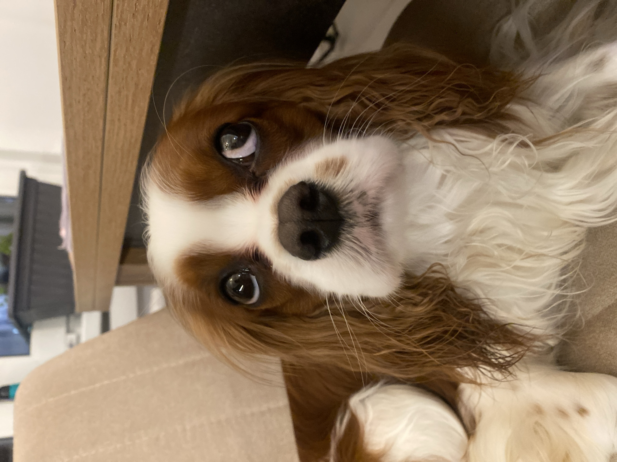 The image shows a close-up of a Cavalier King Charles Spaniel dog. The dog has brown and white fur and is looking up with its eyes wide open. It is lying on a light-colored surface, possibly a sofa or chair. In the background, there is a wooden table and a blurred background that suggests an indoor setting. There is no identifiable location in the city of Khimki, Russia.