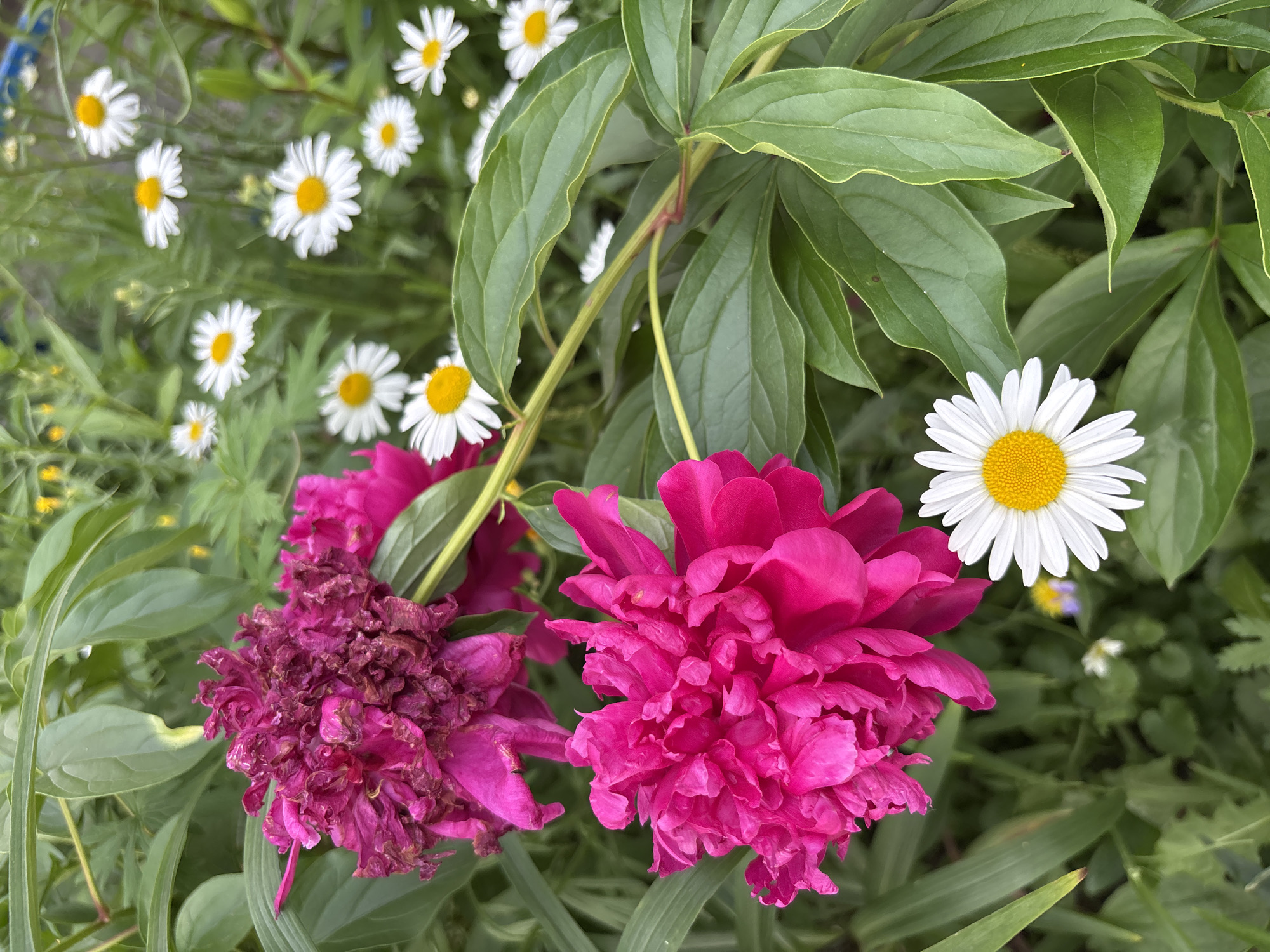 The image depicts a close-up view of vibrant pink peonies and white daisies in a garden setting. Two peonies are prominently featured in the foreground; one is fully bloomed with rich pink petals, while the other, slightly above and to the left, appears to be older, with petals that are darker and somewhat wilted, displaying shades of deep magenta and brown. Surrounding the peonies are lush green leaves. In the background, numerous white daisies with yellow centers are scattered amongst the greenery, creating a cheerful contrast. The overall impression is of a colorful and natural outdoor environment, likely a well-maintained garden. The scene is a botanical snapshot, devoid of human presence or activity. This image was taken in the city of Blagoveshchensk, Russia.