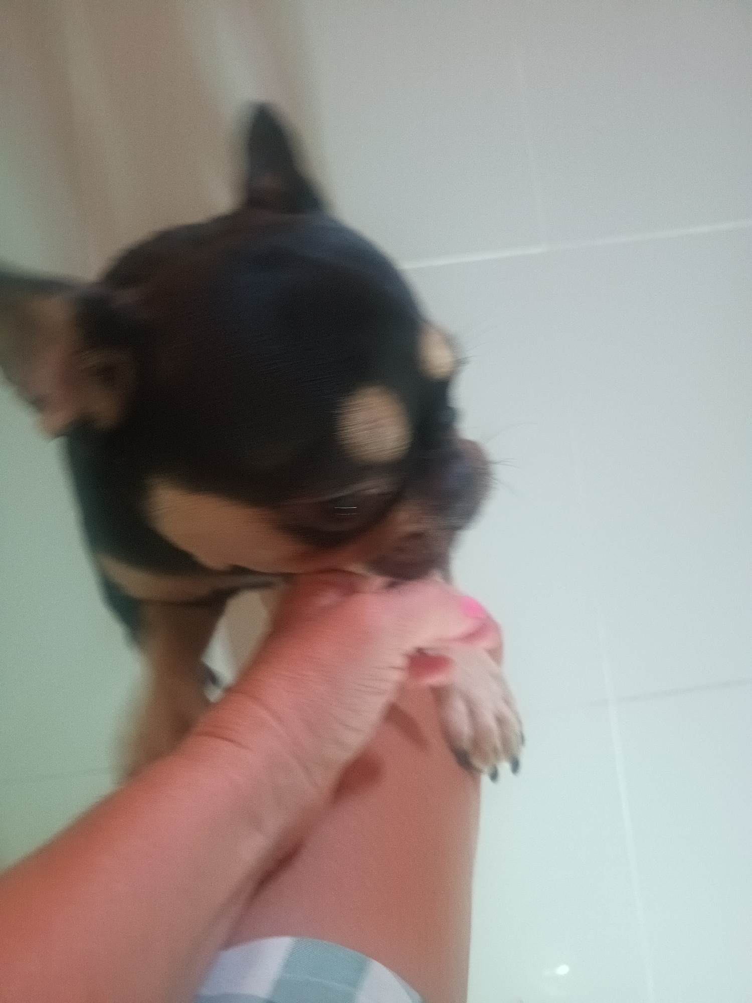 The image depicts a black and tan Chihuahua biting a person's finger. The location is suspected to be in Ban Nong Khon, Thailand. The person's hand is in the foreground, and the dog is positioned on top of their leg, reaching up to bite the finger. The background is a blurred white or light-colored surface, possibly a wall or floor. The person's hand has pink nail polish. Part of the person's clothing, with a checkered pattern, is visible. The dog is out of focus.