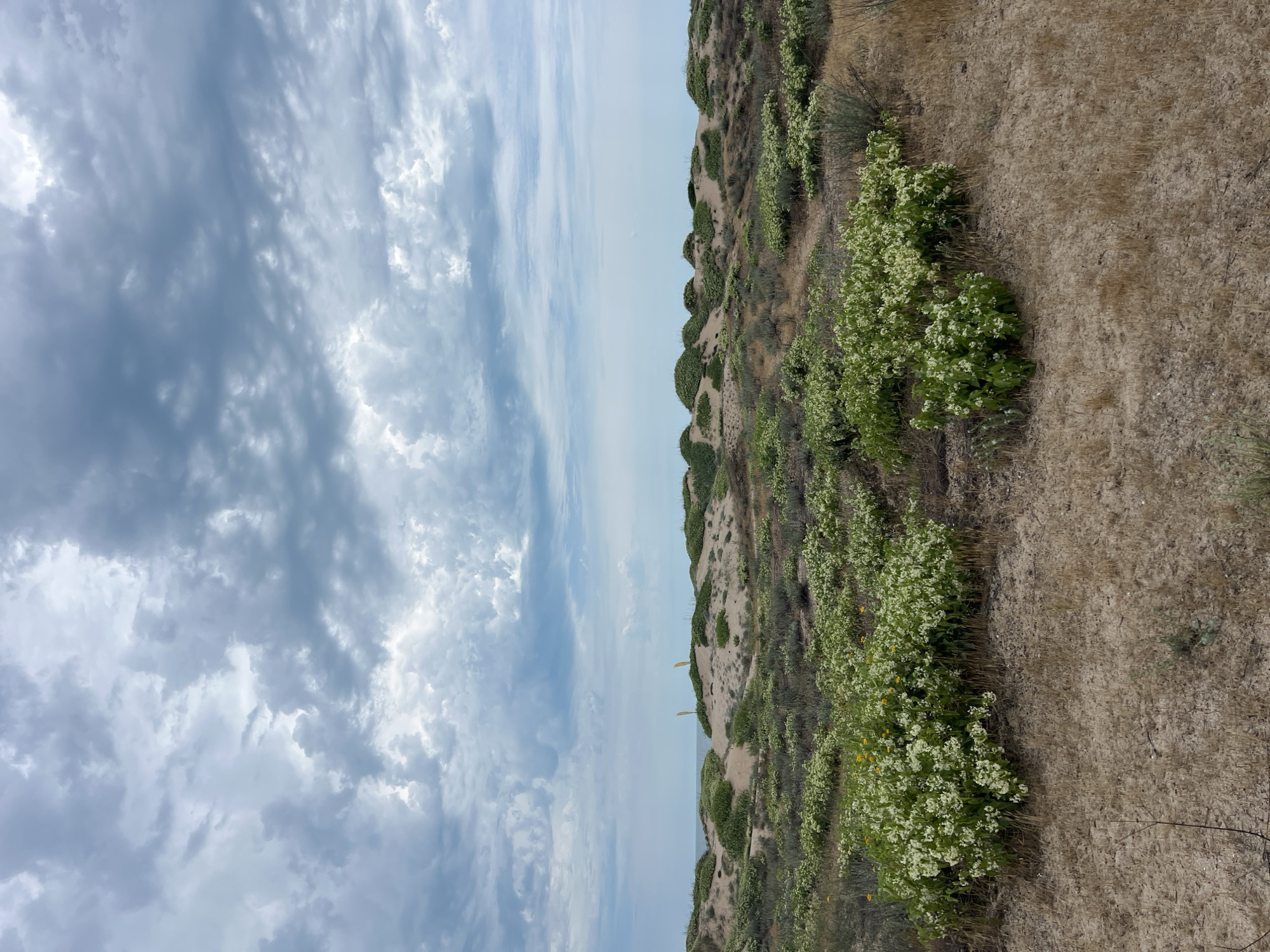 The image depicts a natural landscape of sand dunes covered with sparse vegetation and some blooming white flowers. The sky is overcast with dramatic, grey clouds. In the distance, a sliver of the sea is visible. The scene is likely a coastal area, possibly within or near the city of Primorsko, Bulgaria, known for its sandy beaches and dunes. There are no people or man-made structures immediately apparent in the foreground or middle ground. The overall impression is one of a wild, undeveloped coastal environment under a brooding sky.