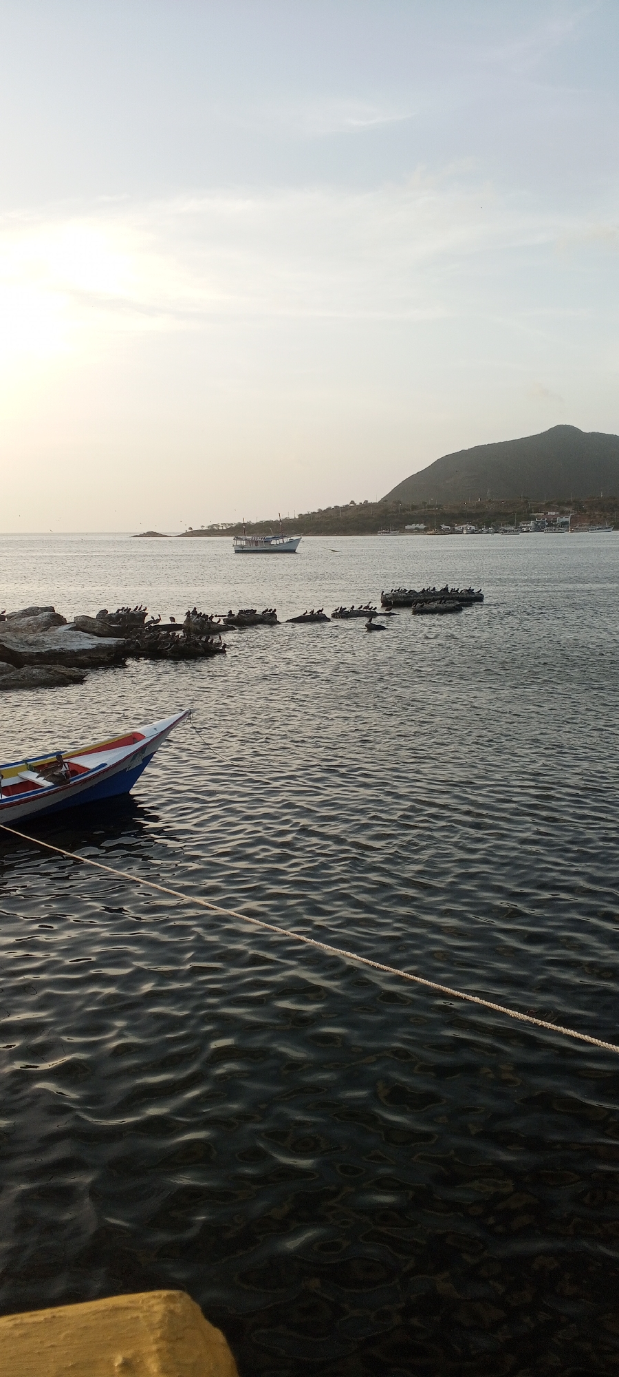 The image shows a serene bay at Juan Griego, Venezuela, at dusk. The water is calm, with gentle ripples reflecting the pale sky. In the foreground, a colorful boat with red, white, and blue accents is moored, its rope stretching diagonally across the water. In the middle ground, numerous pelicans are perched on rocks and a submerged structure, creating a striking natural scene. Further out, a white fishing boat is anchored, and a distant hillside dotted with buildings suggests the presence of the town. The overall atmosphere is peaceful, with the soft light of the setting sun casting a warm glow over the landscape.