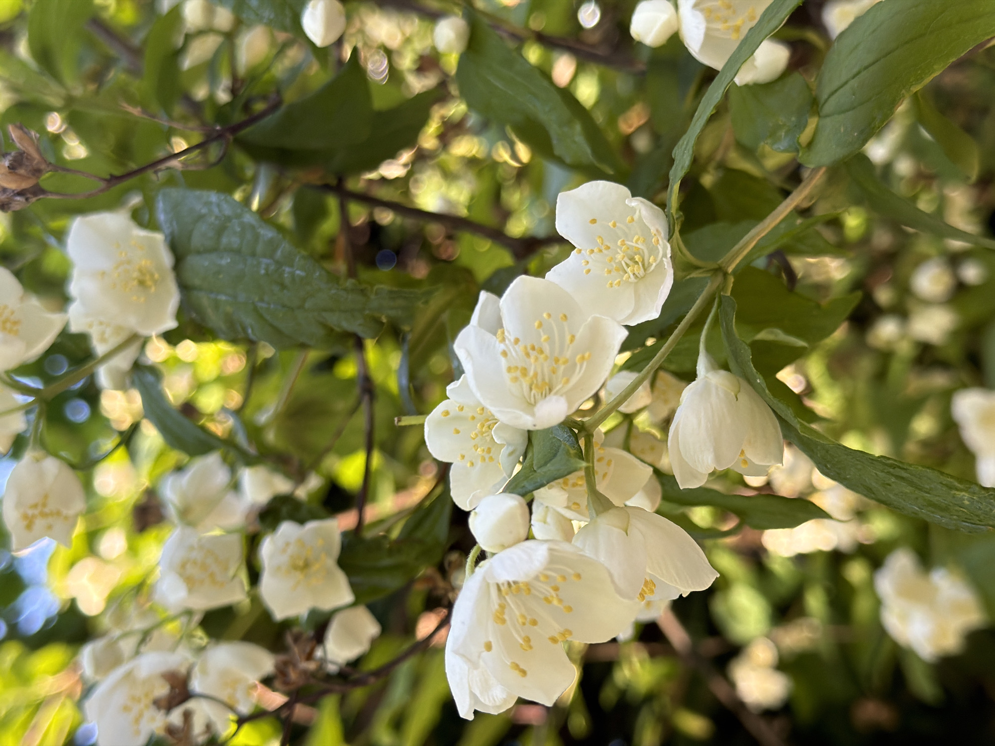 A close-up vertical photographic image displays clusters of white flowers with prominent yellow stamens, surrounded by green foliage. The flowers, consistent with mock orange (*Philadelphus* species), exhibit four to five delicate, slightly overlapping petals. Multiple flowers are fully open, revealing numerous bright yellow stamens clustered in their centers, while other smaller, rounded white forms are visible as unopened buds. The leaves are dark green, ovate, and appear textured, some reflecting light. The background is heavily blurred, characterized by numerous circular out-of-focus light reflections (bokeh) against a green and yellowish hue, indicating sunlight filtering through dense foliage in an outdoor setting. No human figures, animals, or man-made structures are present within the frame. The depicted scene is situated in the city of Saint Petersburg, Russia.