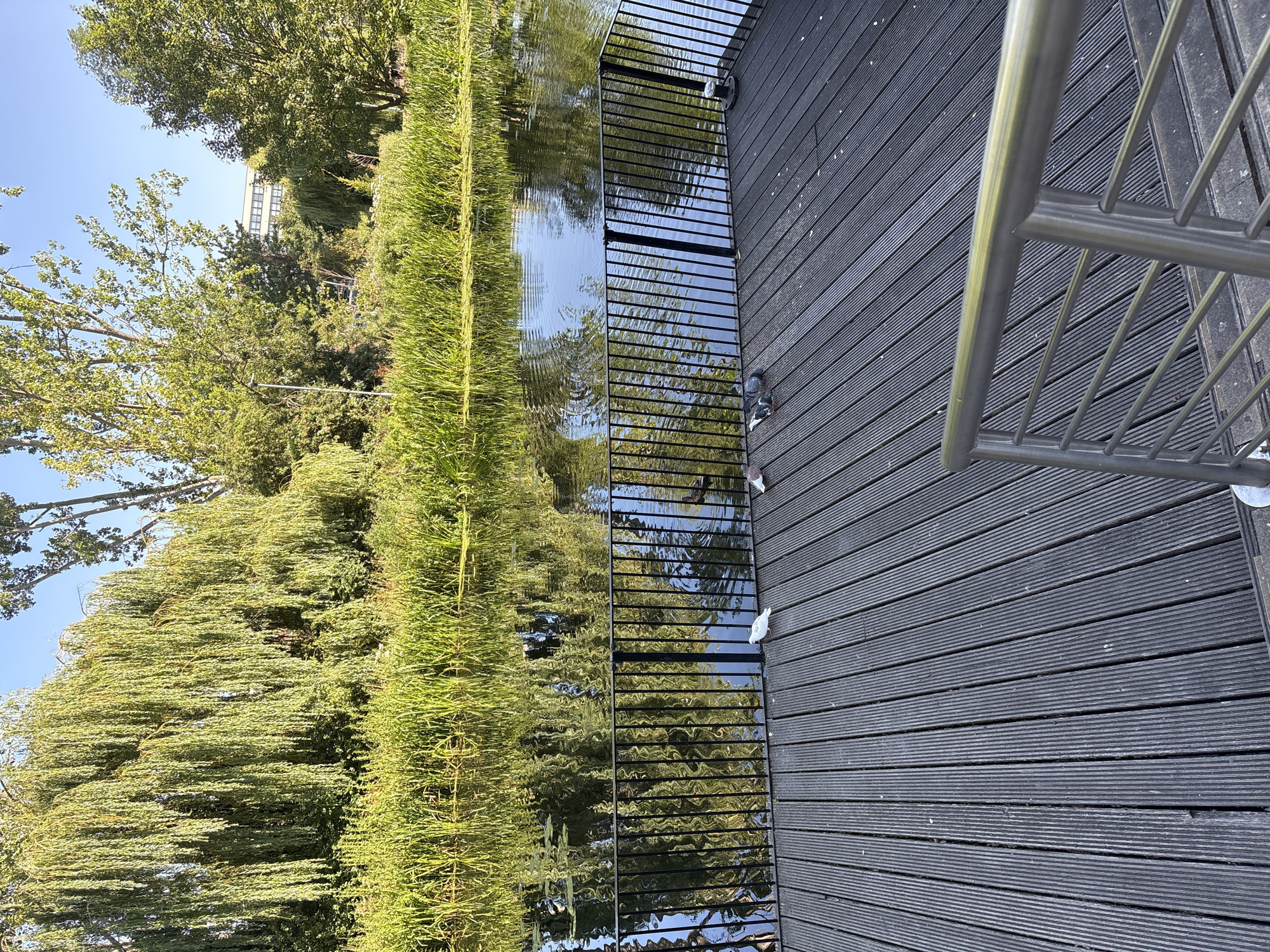 This image shows a view of the River Chelmer in Chelmsford, United Kingdom, from a wooden deck. The deck has a metal railing in the foreground and is bordered by a black metal fence along the river. Several pigeons are visible on the deck, including one white pigeon. The river is calm and reflects the lush green vegetation and trees on the opposite bank. Further in the background, a modern building is visible amongst the trees. The sky is clear and blue.