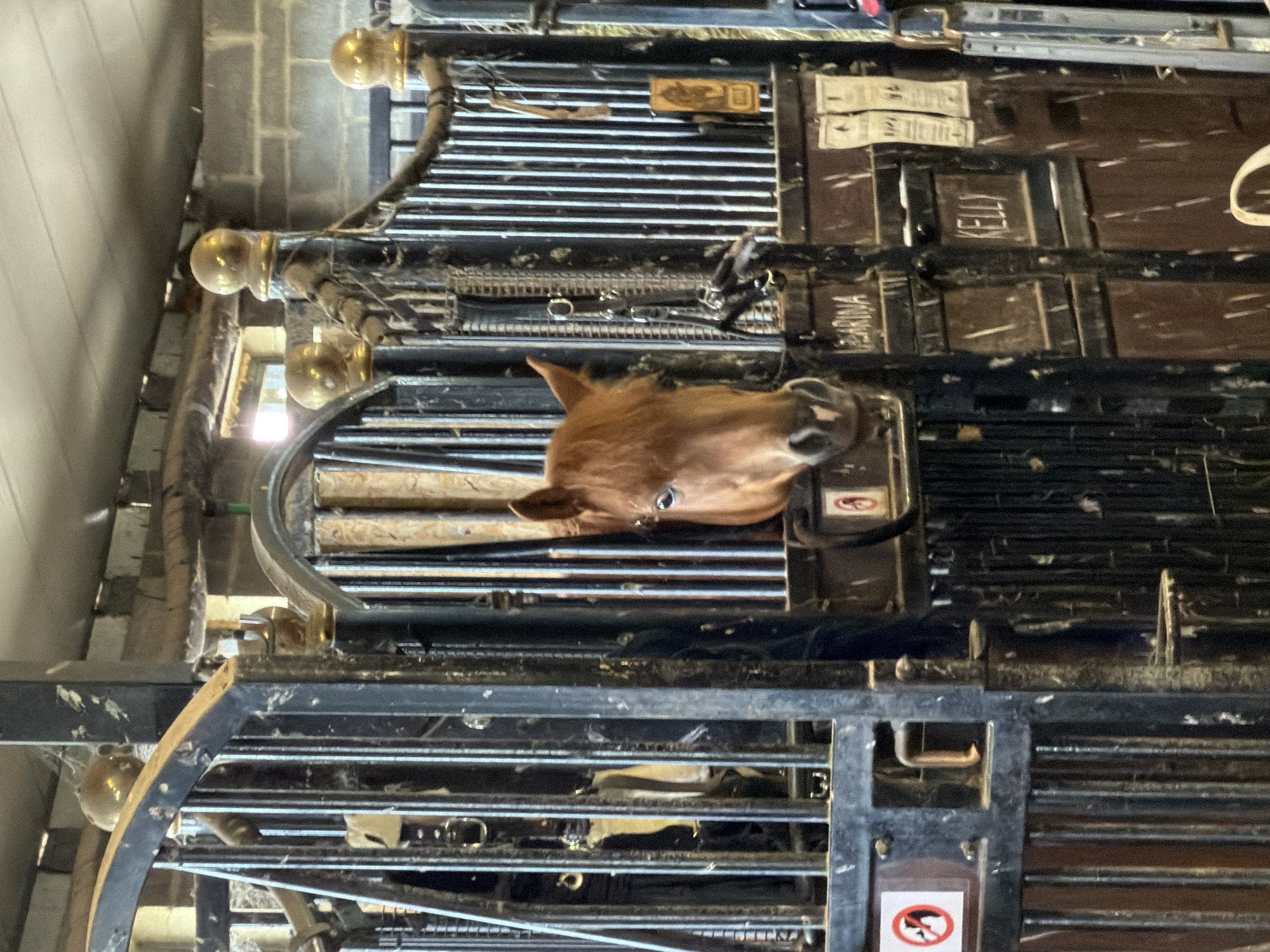 A medium shot captures a brown horse standing in a stall within a stable. The horse's head is visible, peering through a metal gate with vertical bars. The stall appears to be part of a larger stable complex, with other stalls and metalwork visible in the background. The walls of the stable are made of concrete blocks, and the ceiling is made of corrugated metal. Dust and cobwebs are present throughout the scene, suggesting a well-used but perhaps not meticulously clean environment. There are two visible signs on the stall doors. One sign has a red circle with a line through it, depicting a person with a cane being removed from the frame, possibly indicating a "no entry" or "restricted access" zone. Another sign has the name "KELLY" written on it. The location is identified as Piņķi, Latvia.