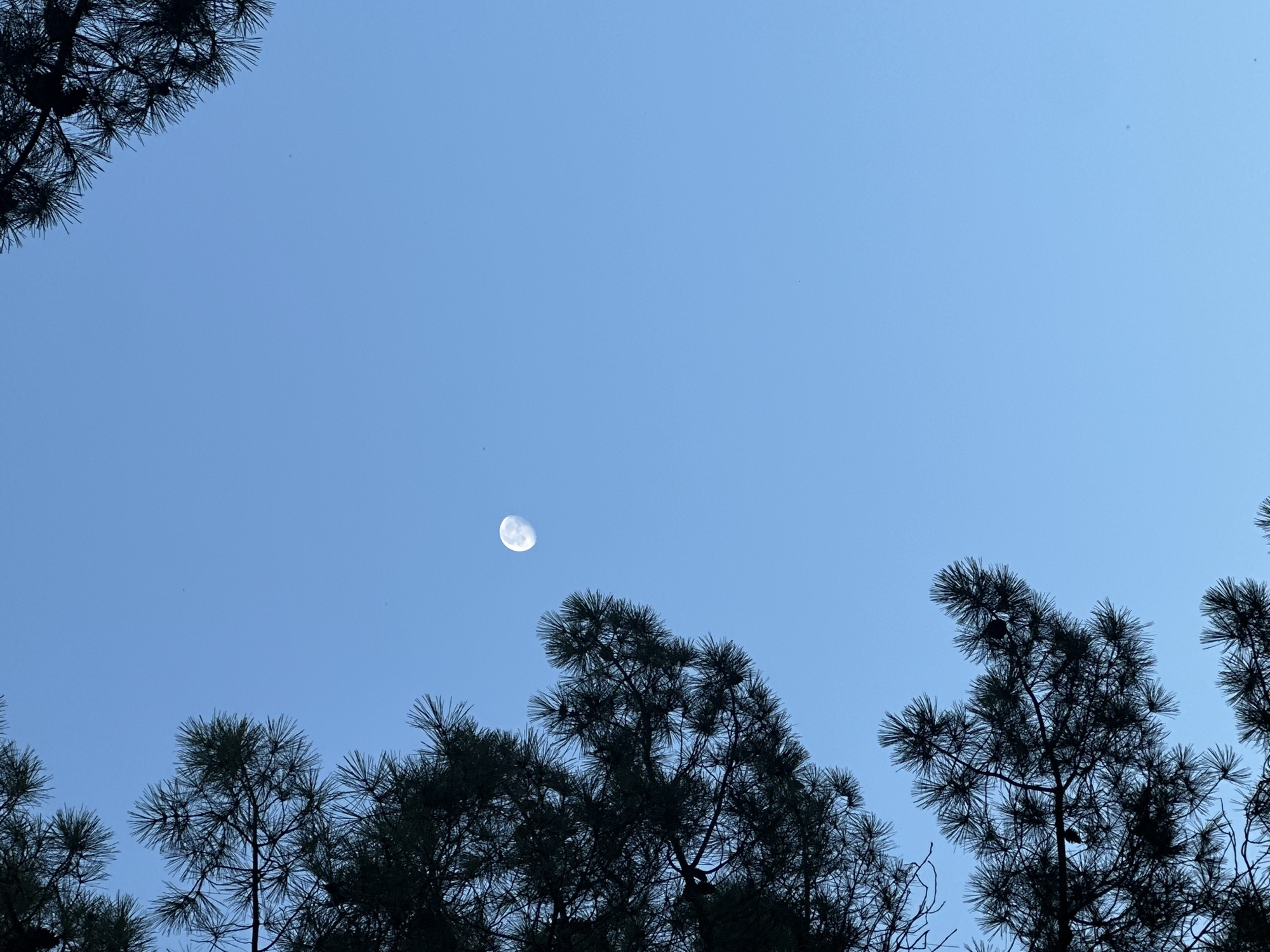 A nearly full moon is visible in a clear blue sky, positioned in the upper left quadrant of the frame. Silhouetted pine branches, some with visible pinecones, frame the top and left edges of the image. The scene appears to be an outdoor environment, likely in Donji Štoj, Montenegro, given the characteristic Mediterranean pine trees and clear sky. No people or discernible human activity are present.