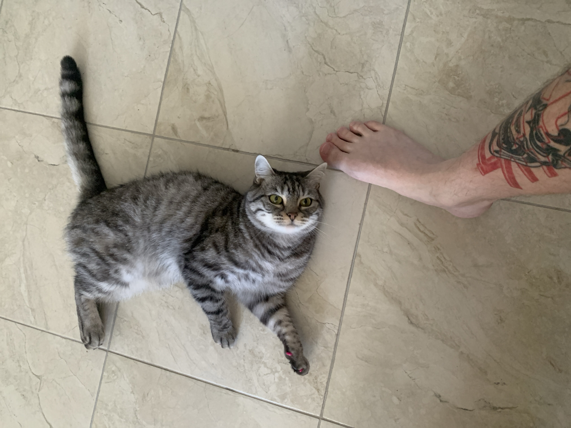 A grey tabby cat with green eyes is lying on its back on a tiled floor, with its paws extended. A human foot with a tattoo on the leg is visible in the foreground. The cat's claws on its left front paw are painted pink. The environment appears to be indoors, with the floor tiles suggesting a kitchen or bathroom. The image does not provide any specific information about the location in the city of Stavropol, Russia.