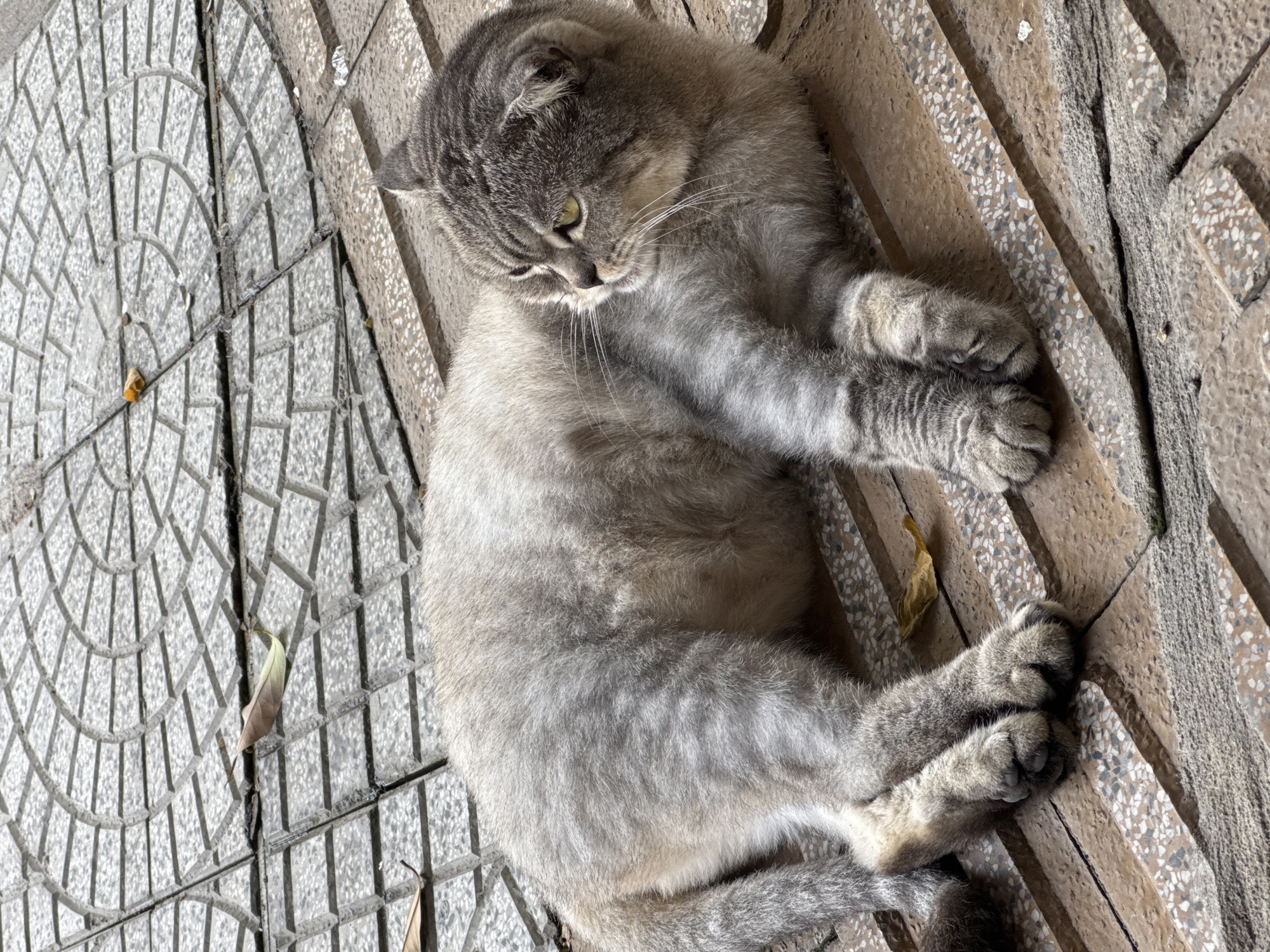 A gray tabby cat with yellow eyes lies on a textured outdoor surface composed of two distinct types of stone: one with a semi-circular geometric pattern and the other with long rectangular bars. The cat's body fills much of the frame. Its head is positioned towards the upper left, and its paws rest on the lower right, suggesting it is reclining. A couple of small leaves are visible on the surface near the cat. This type of paving stone is found in the city of Đà Nẵng, Vietnam.