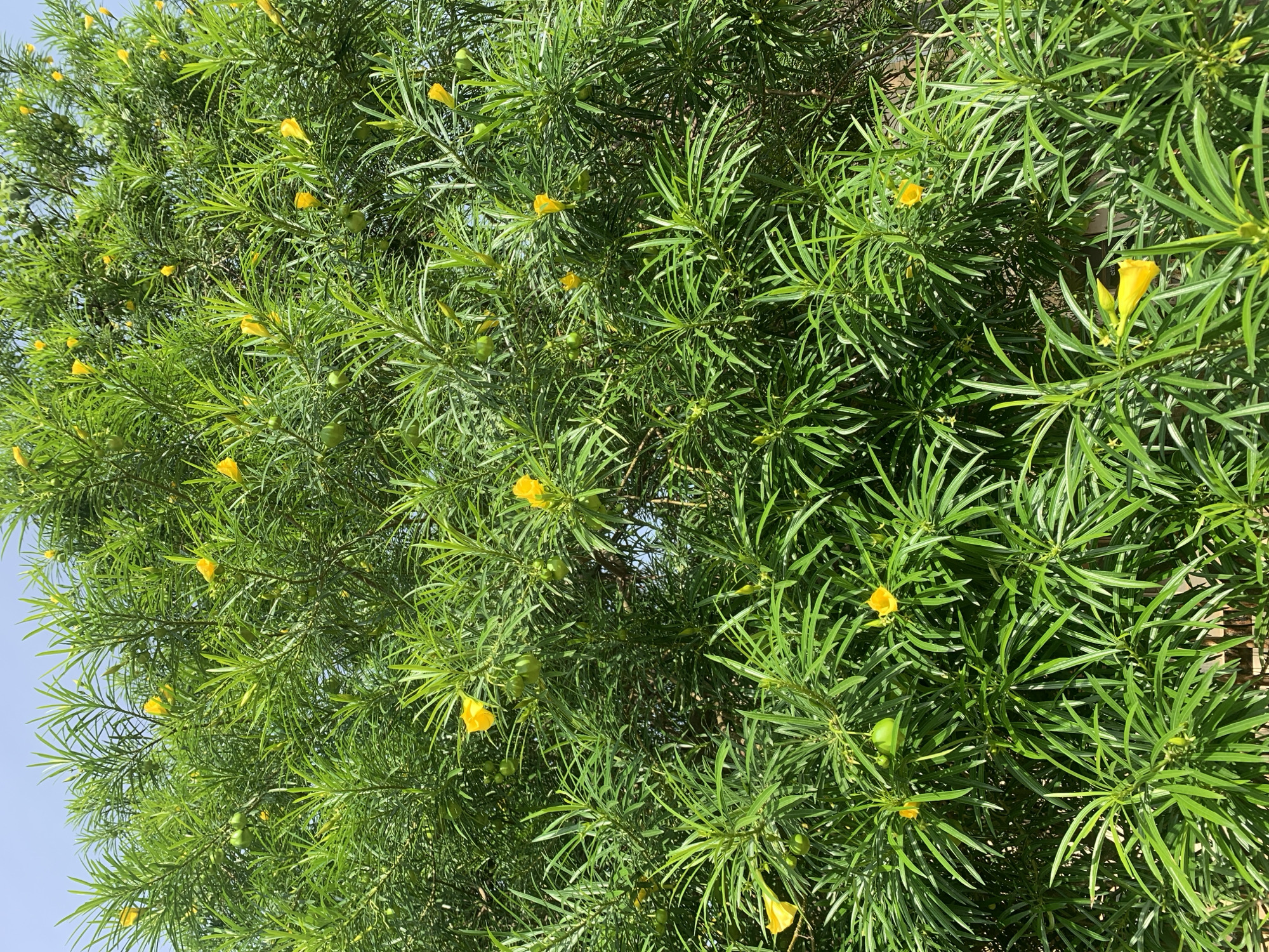 A dense, vibrant green tree with numerous small, bright yellow trumpet-shaped flowers and green seed pods is shown from a low angle, against a clear blue sky. The tree appears to be lush and healthy, with long, slender leaves that fan out from the branches. The overall impression is one of abundant growth and natural beauty. The image was taken in Rafin Par, Nigeria.