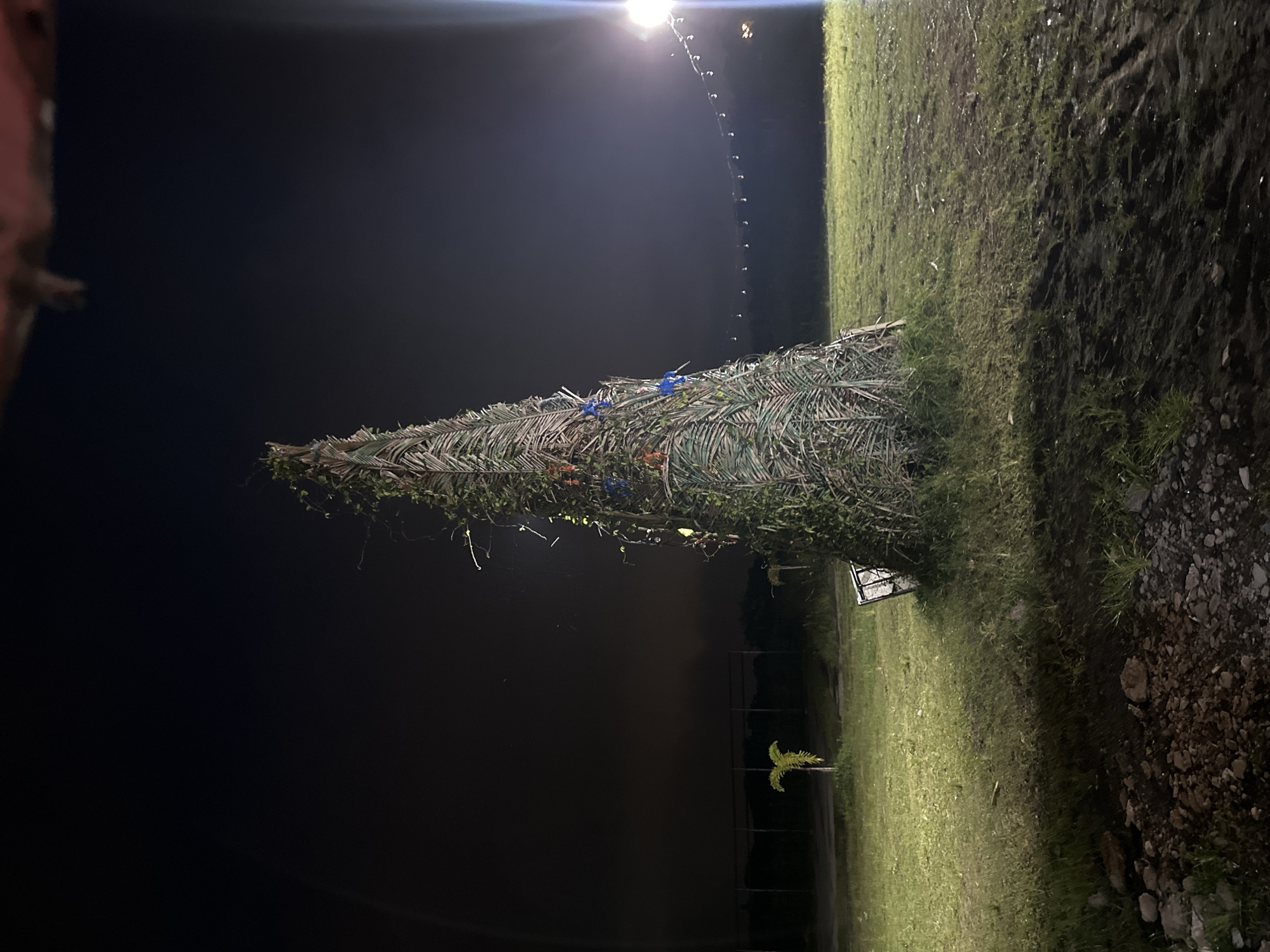 The image captures an outdoor night scene, likely in Davao City, Philippines. A prominent, tall, cone-shaped structure stands in the center, resembling a large, decorated Christmas tree or a traditional hut. This structure is crafted from numerous interwoven palm fronds or similar leafy green materials and is adorned with a few bright blue ribbons or ties.
An artificial light source, possibly a streetlight or floodlight, is brightly illuminated in the upper left of the frame, casting light upon the scene. A string of small, white lights extends downwards from this main light source, suggesting further decoration or functional lighting for an event.
The ground surrounding the structure consists of a grassy field that appears well-maintained, extending from the base of the structure towards the right and into the background. In the foreground on the right, the ground transitions into darker, possibly muddy or rocky terrain. A small, distinctive plant, possibly a fern or a young palm, is visible in the mid-ground to the right of the main structure's base. The sky is dark, confirming it is nighttime, and the weather appears clear. No people or specific activities are visible, but the decorated structure implies a festive or communal gathering. No text is discernible in the image.