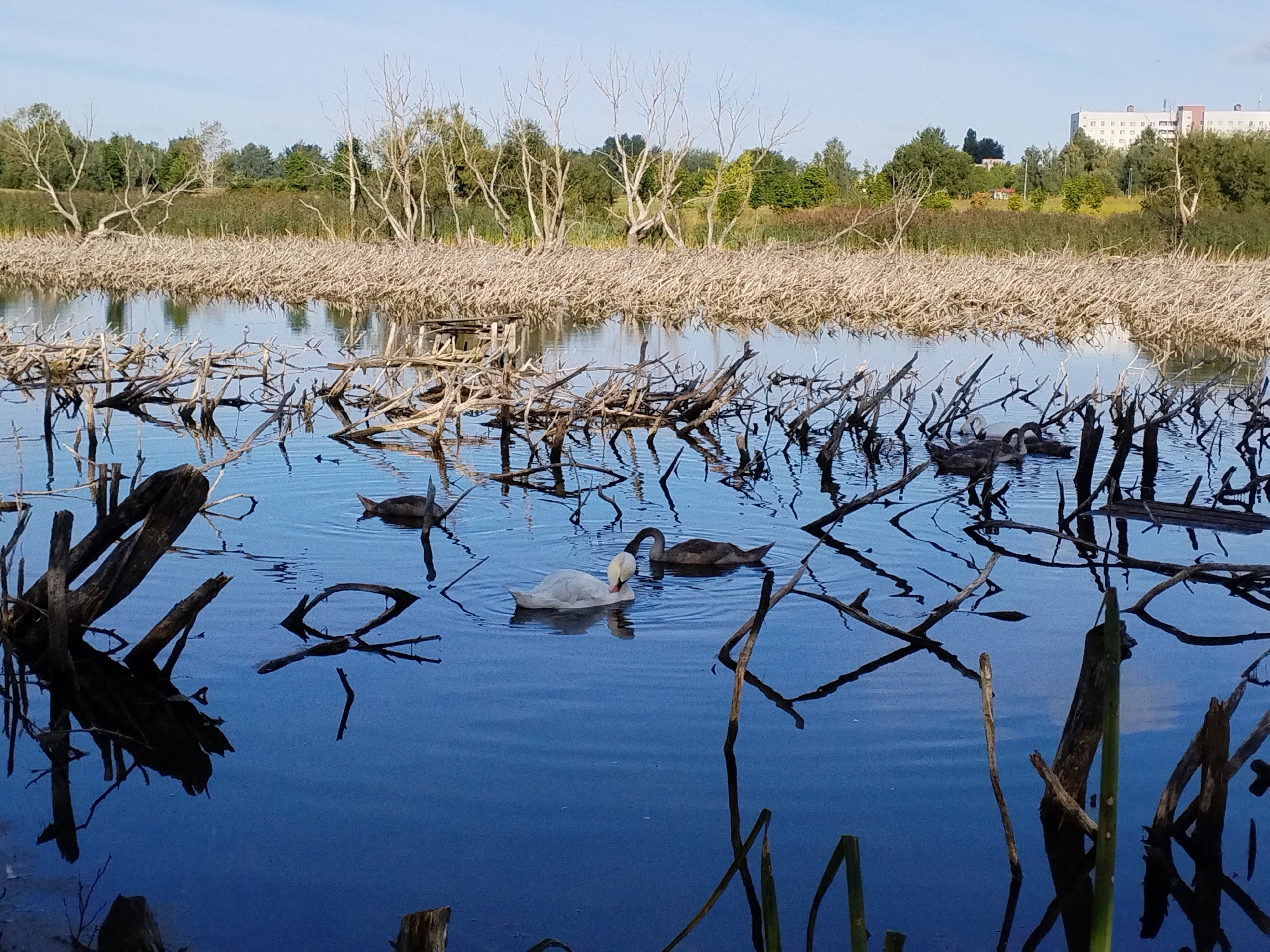 The image depicts a tranquil scene at a body of water, likely a lake or pond, in Minsk, Belarus. The water is a deep blue, reflecting the clear sky. Scattered across the water are numerous dead branches and logs, some submerged and others breaking the surface, creating a wild, almost abstract landscape. In the foreground, a large, dark log is partially submerged, its twisted branches creating stark silhouettes against the water.
Further into the scene, several swans are swimming. One swan is a striking white, its head bent as if grooming, with its reflection clearly visible. Nearby, two darker-feathered swans, possibly cygnets or a different species, are also present. The background shows a dense line of trees and vegetation, with a few bare, skeletal trees interspersed. Beyond the trees, a modern, multi-story building is visible on the horizon, suggesting the proximity of an urban area. The overall atmosphere is one of natural beauty and quietude, with the remnants of nature juxtaposed against signs of civilization.