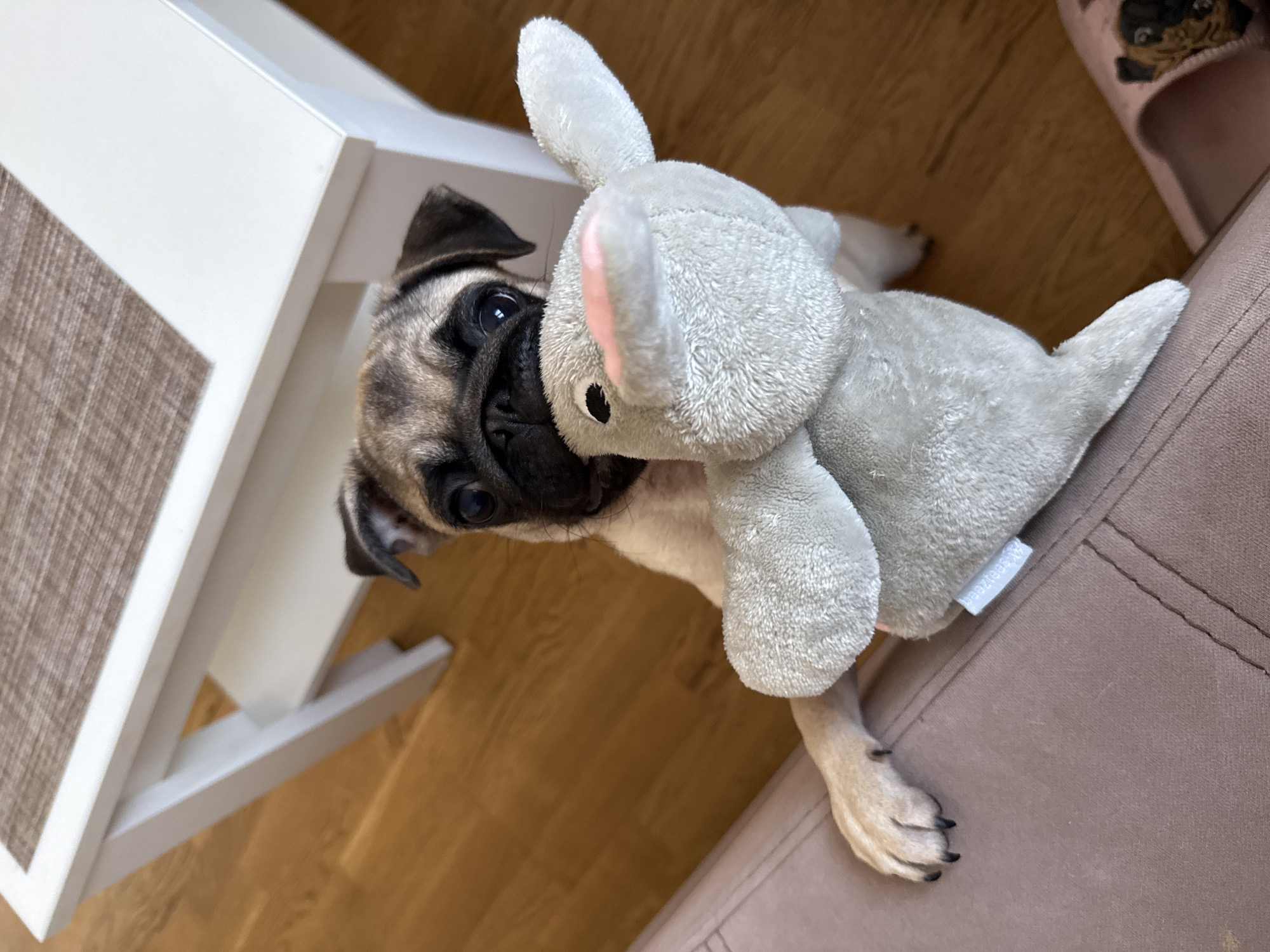 A pug puppy is playing with a stuffed elephant toy. The puppy has fawn-colored fur with black markings on its face. It is looking directly at the camera with its mouth slightly open, as if panting or about to bark. The elephant toy is gray and has large floppy ears and a trunk. The puppy is lying on its side on a brown surface, possibly a couch or rug, with its paws wrapped around the toy. To the left of the puppy, there is a white table with a textured brown surface. The background consists of a wooden floor. A pair of pink slippers with pug faces are visible in the upper right corner of the image. The overall impression is one of playful innocence. There is a small white tag on the elephant toy with faint text that appears to read "beesezeen" or similar. The lighting suggests it is daytime.