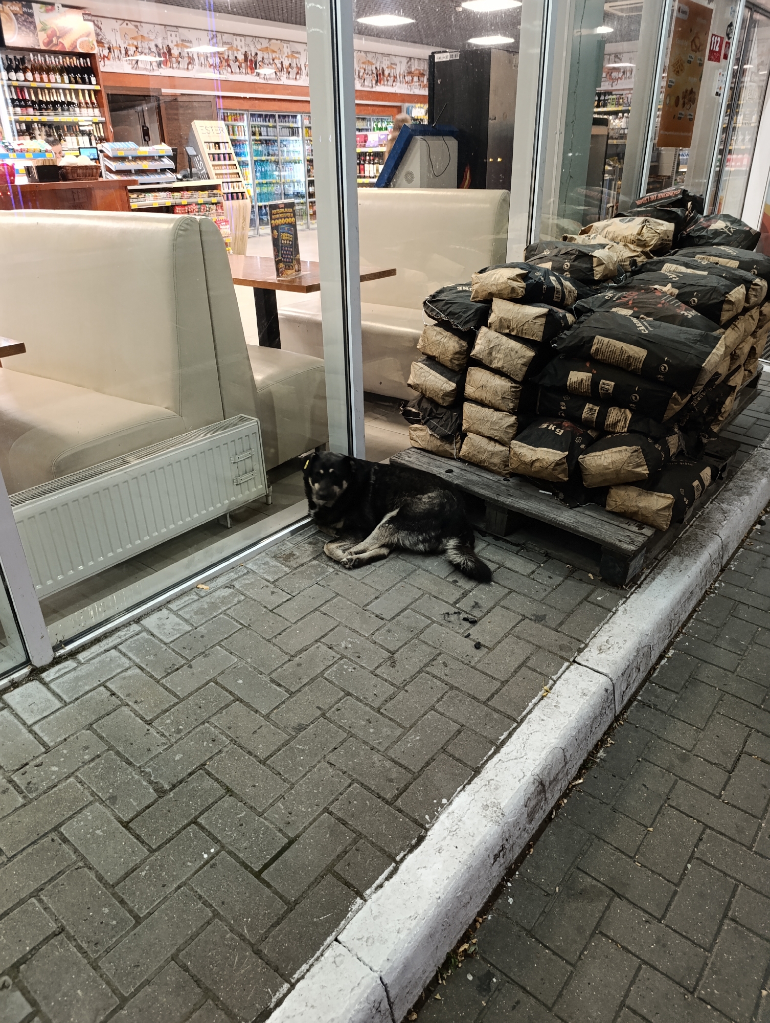 A dark-colored dog lies on a brick-paved sidewalk outside a store. The dog is on its side, facing left, with its head resting on its paws. It appears to be asleep or resting. Behind the dog, to the left, is a white radiator. In the background, through a large glass window, is the interior of a store with shelves stocked with goods. To the right of the dog, a large stack of black and brown bags sits on a wooden pallet. The bags are piled high and appear to be some kind of charcoal or fuel. The environment appears to be urban, possibly a storefront in Colonita, Moldova. The lighting suggests it is nighttime or dusk.