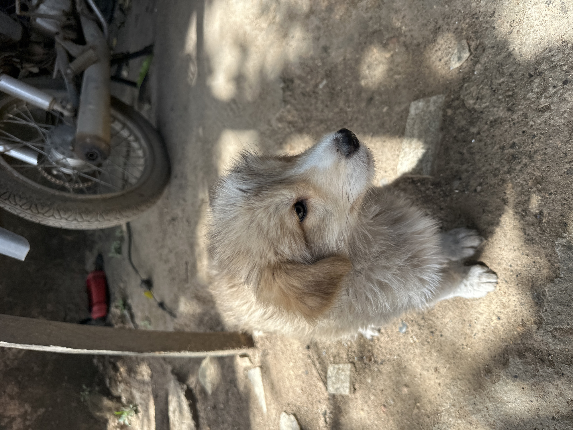 A high-angle shot shows a light-furred puppy sitting on a concrete surface. The puppy is positioned facing upwards with its head tilted back, as if looking at something above. The puppy is tan to gray in color. Part of a motorcycle wheel is visible to the left of the frame. There is a red object on the ground by the motorcycle. The environment shows dappled light and shadows. There is no indication of the location being Jos, Nigeria.