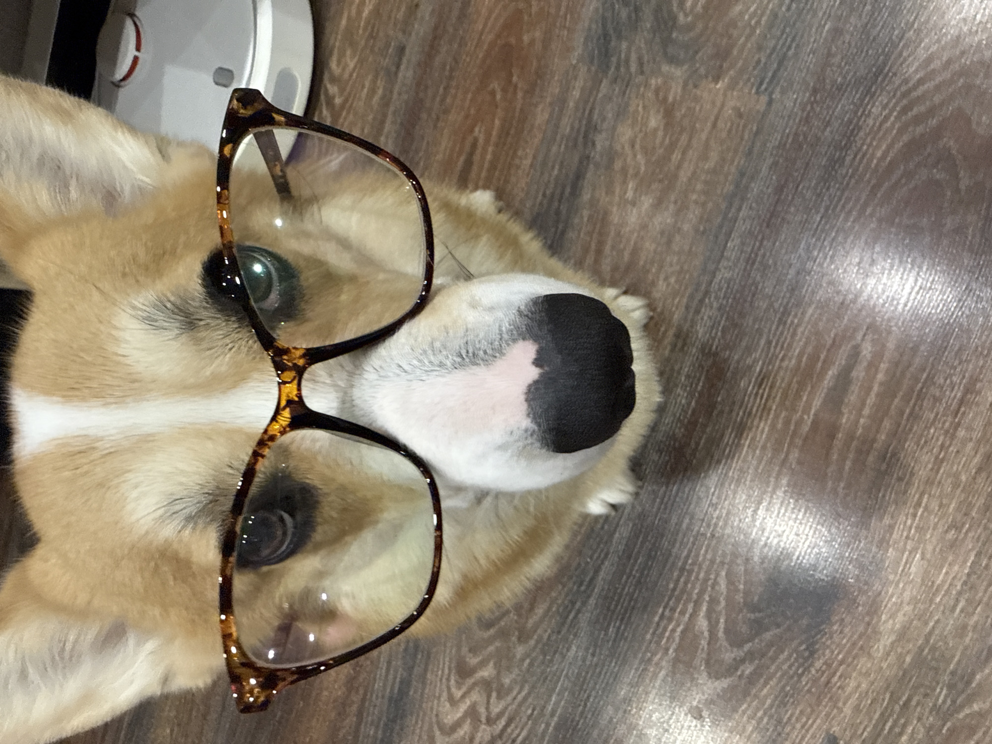 A high-angle close-up shows a corgi dog wearing brown tortoiseshell glasses. The dog's face is primarily light brown, with white fur down the center of its forehead and a mostly white muzzle with a large black patch on the nose. The dog is looking up towards the camera. The background is a wooden floor with distinct grain patterns. A small portion of a white circular object, possibly a robotic vacuum, is visible in the upper left corner of the frame.
The location in Votkinsk, Russia cannot be determined from the image content.