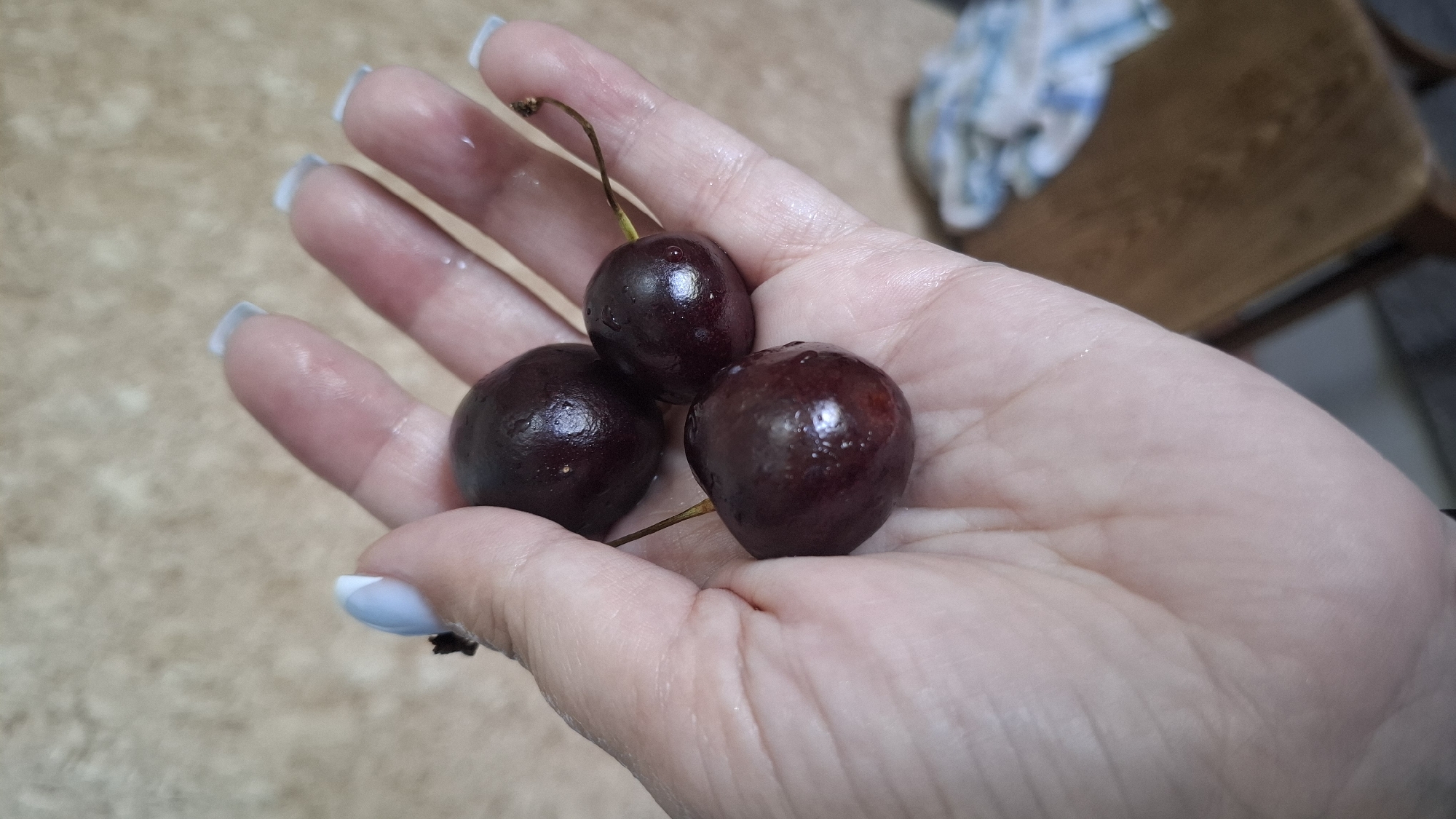 A close-up, overhead shot shows a person's open palm, displaying three dark red cherries. The cherries are wet and have short stems. The person's hand has light blue-tipped fingernails. The background is a blurred, mottled tan surface and a wooden chair with a blue and white striped cloth draped over it. This image was taken in Shymkent, Kazakhstan.