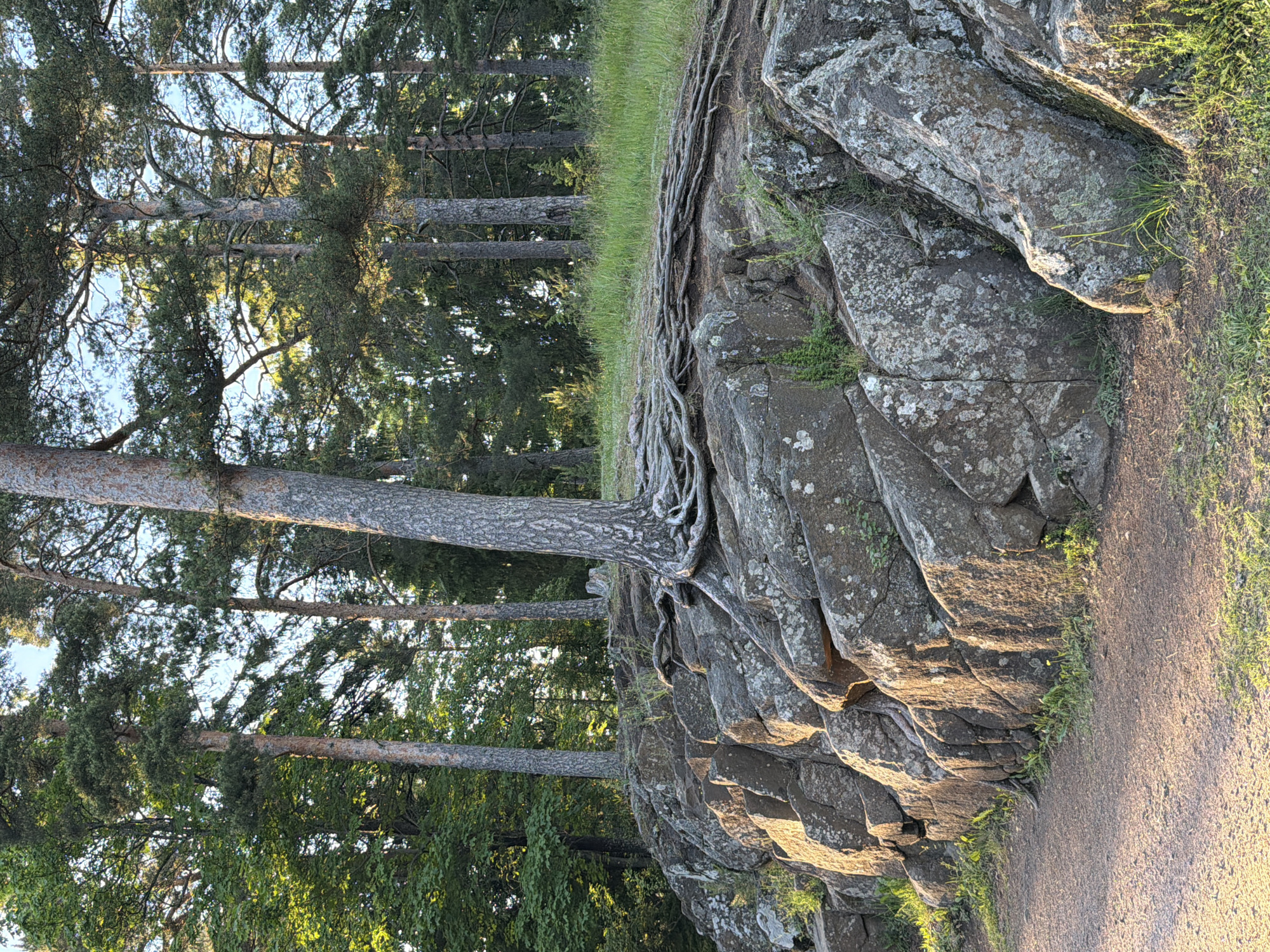 The image depicts a rocky, elevated area with exposed tree roots winding across the surface. Several pine trees stand tall, with their trunks and branches visible against a backdrop of lush green foliage and a bright sky. The ground in the foreground is a dirt path. The scene appears to be an outdoor natural environment, possibly a park or a wooded area. The lighting suggests it is daytime, with sunlight casting shadows. The location is Valaam, Russia.