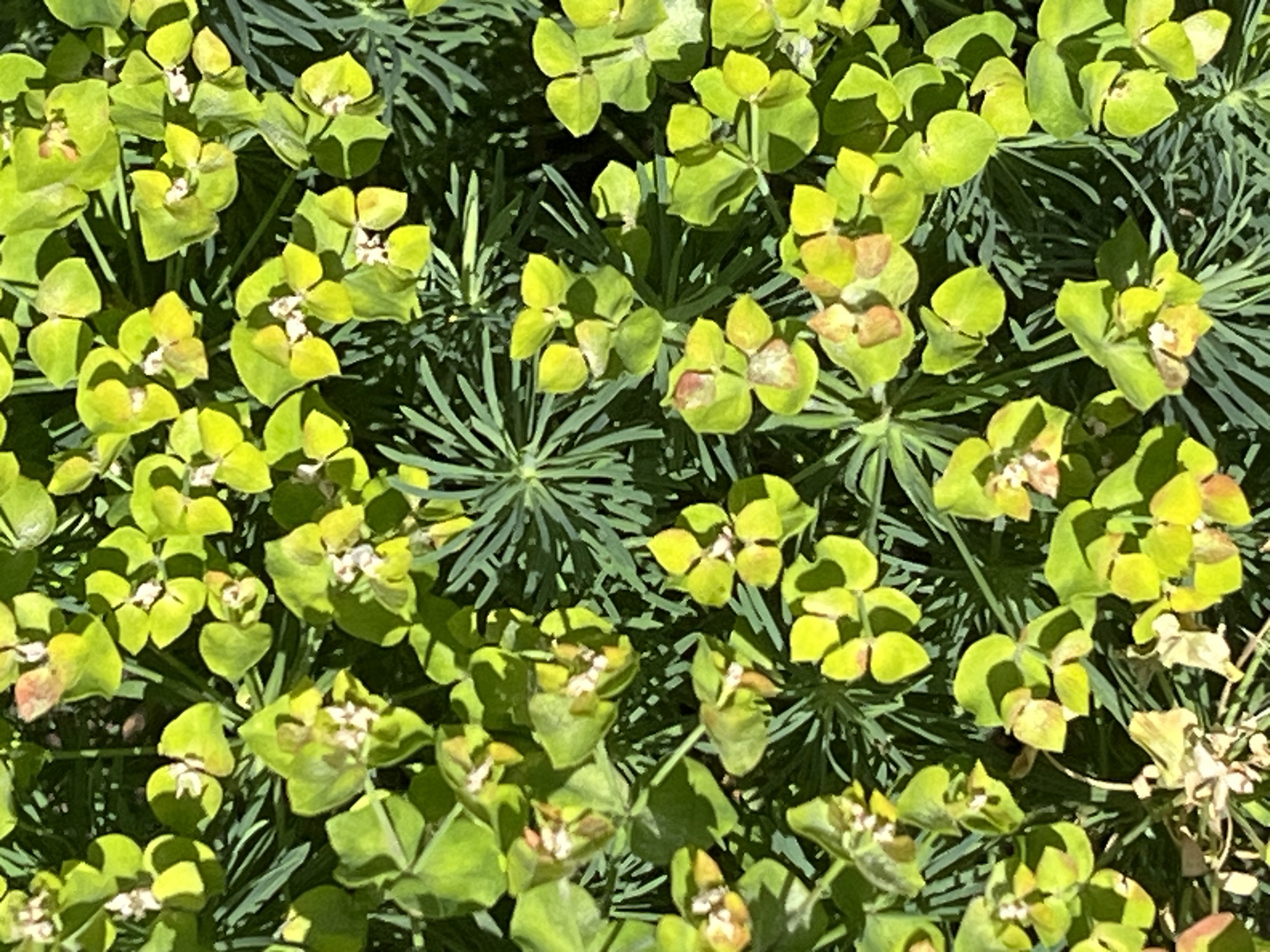 This close-up, top-down image captures a dense cluster of vibrant green plants, likely a variety of spurge (Euphorbia). The scene is dominated by numerous bright green to yellowish-green floral structures, which are actually modified leaves called bracts. Each of these spade-shaped bracts surrounds a cluster of tiny, inconspicuous white or off-white true flowers at its center. Some bracts exhibit slight browning or orange-tinted edges, suggesting maturity or sun exposure.
Beneath and between these brighter floral arrangements, a dense mass of finer, needle-like or linear dark green leaves is visible, creating a contrasting texture and darker background. The strong illumination and clear, distinct shadows cast by the upper layers of vegetation onto those below indicate bright sunlight, suggesting the image was taken during daytime, likely late morning or early afternoon, under sunny weather conditions. No activity is depicted beyond the natural growth of the plants. There are no people, objects other than the plants, or visible text. The setting appears to be an outdoor natural environment, such as a garden or landscape planting.