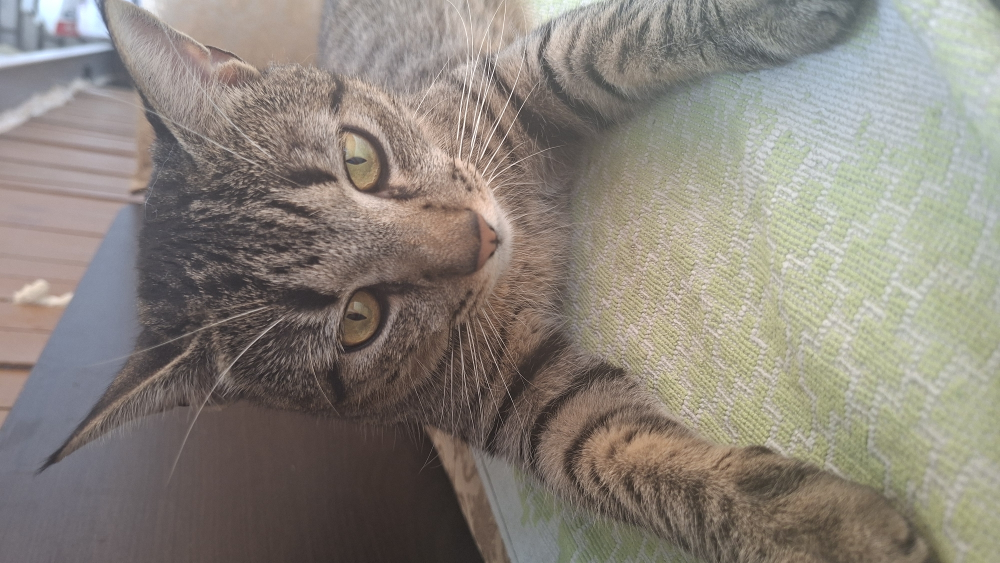A brown tabby cat is lying on a light green patterned cushion. The cat is positioned at an angle, with its head closer to the viewer and its front paws extended on the cushion. Its eyes are open, and whiskers are visible. A dark surface is seen to the left of the cushion, and the background is out of focus. The location is Забалоцкі сельскі Савет, Belarus.