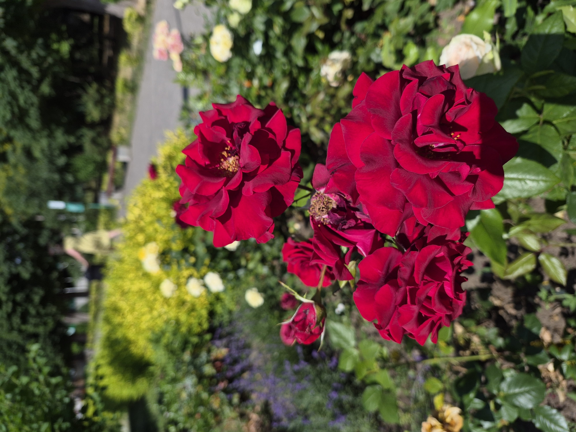 The image captures a close-up view of several vibrant red roses in bloom, set against a blurred background of a garden. The roses are the primary subjects, with their rich red petals and intricate layers drawing the viewer's attention. Some of the roses are fully open, revealing their delicate stamens, while others are in various stages of budding. A single rosebud is visible in the lower center, its petals tightly furled.
The background suggests a garden setting with soft focus. To the left, a paved path is partially visible, bordered by lush green foliage and patches of yellow and white flowers. Further back, the dense greenery of trees or shrubs creates a backdrop. The lighting indicates it is daytime, with sunlight casting shadows on the rose petals and highlighting their texture. The overall mood is serene and natural, typical of a garden in bloom. There are no visible people or text in the image. The scene appears to be outdoors, likely in a cultivated garden or park.