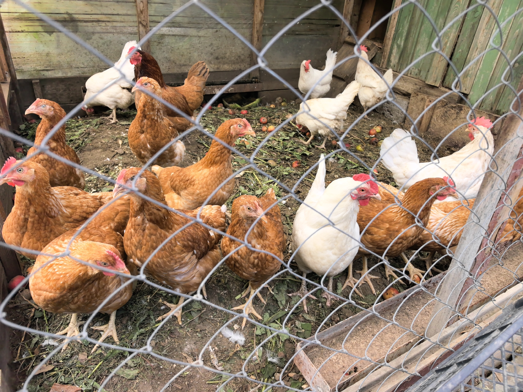 A flock of chickens, primarily brown and white, are gathered inside a rustic wooden enclosure. The enclosure appears to be a chicken coop, with rough wooden walls and a wire mesh fence in the foreground. The ground inside the coop is covered with dirt, scattered leaves, and what appear to be small pieces of fruit, possibly apples. Several chickens are visible, some looking towards the camera, while others are pecking at the ground. The scene suggests a typical rural or backyard chicken farming environment. The location is stated to be Verkhnyaya Pyshma, Russia, which is a city.