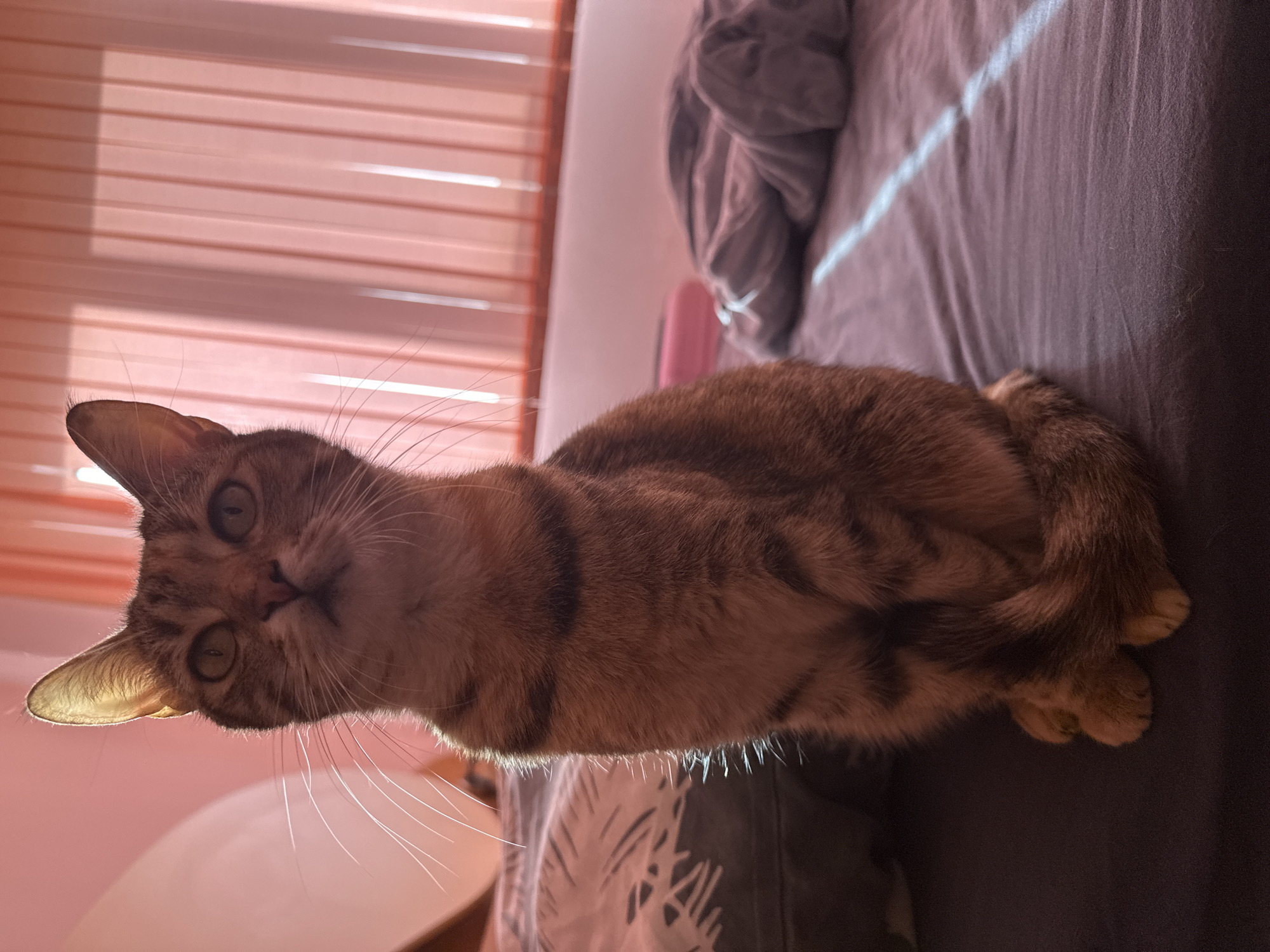 The image, captured in Varna, Bulgaria, presents a domestic cat in a vertically oriented frame. The cat, appearing to be a tabby with brown, tan, and dark striped fur, is positioned centrally, lying on a dark gray or purple bedspread. Its body is stretched horizontally across the frame, with its tail and hind paws curled on the right side.
The cat's head is tilted slightly and turned to face the viewer, with its large, expressive eyes wide open, suggesting curiosity or direct engagement. Long, white whiskers radiate from its muzzle, illuminated by the ambient light. Sunlight streams into the room from a window located to the left of the cat, creating distinct, parallel beams of light that fall across the cat's back and the bedding.
In the background, behind the cat's head, are peach or light pink colored Venetian blinds, through which the warm sunlight filters. This natural lighting suggests it is daytime, likely morning or late afternoon. A rumpled gray blanket is also visible further back on the bed. The scene is quiet and domestic. No text is visible in the media file.