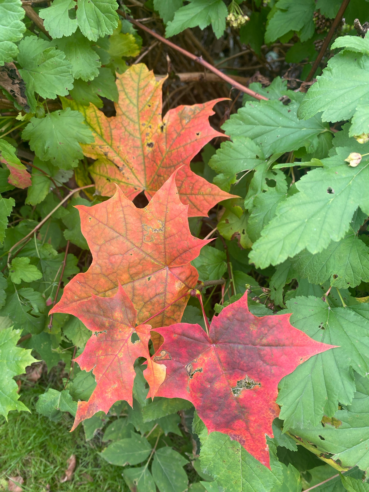 The image is an overhead shot of several fallen maple leaves in various stages of autumn color, ranging from bright orange and red to a deeper crimson. These colorful leaves are nestled among lush green foliage, suggesting a natural setting. The leaves show signs of age, with some having small holes and tattered edges. The background is a blur of green and brown, with hints of grass visible at the bottom left. There are no people or animals in the image. The scene is characteristic of an autumn day in a park or wooded area. Without further information or context, it is impossible to determine the specific location within Ivanteyevka, Russia.