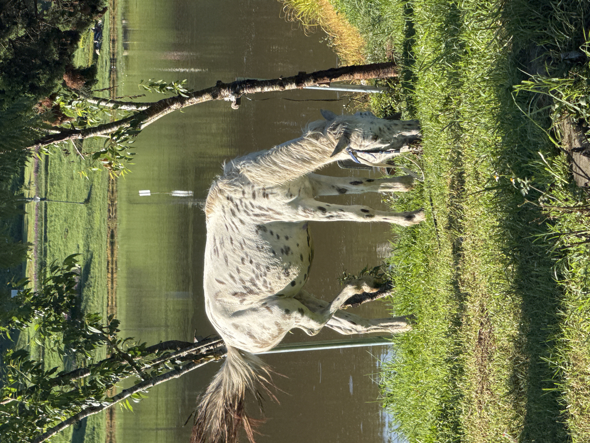 A dappled white horse grazes near the edge of a calm lake. The horse is facing to the right, with its head down to eat grass. Its tail is long and brown, with hints of red. The lake's surface reflects the surrounding greenery, which includes trees and a manicured lawn in the background. The scene appears to be in a park or a rural area. It is difficult to determine the specific location within Phường Xuân Hương - Đà Lạt, Vietnam, but it resembles a park-like setting with a body of water.