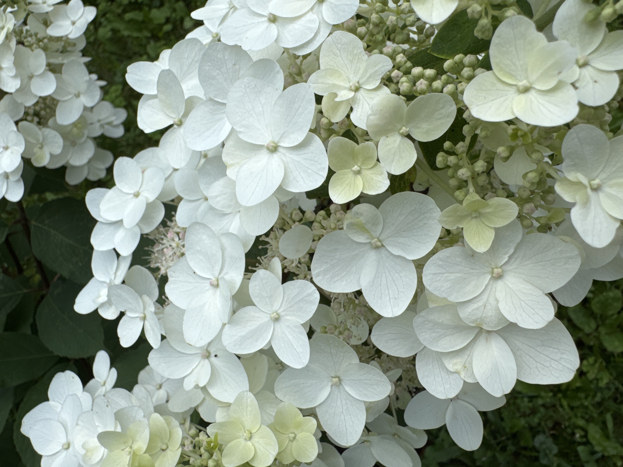 This is a close-up, eye-level, vertical shot of a cluster of white hydrangea flowers. The flowers have multiple petals, many of which are slightly faded to a pale yellow or cream color. Some of the smaller buds are a light green color. The background is blurred, showing dark green foliage. There are no people or any discernable elements that place this image specifically in Saint Petersburg, Russia.